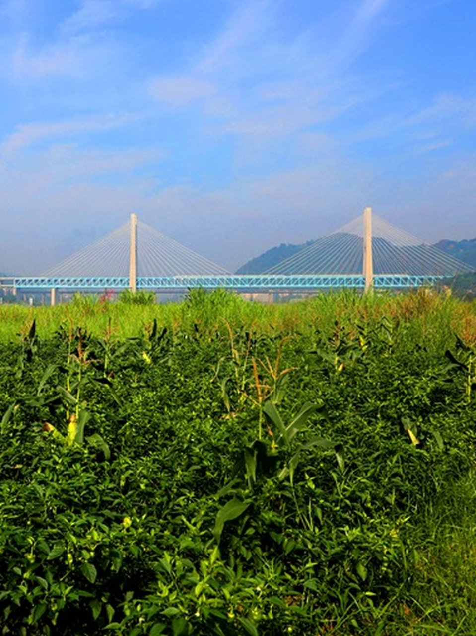 巴南中坝岛图片