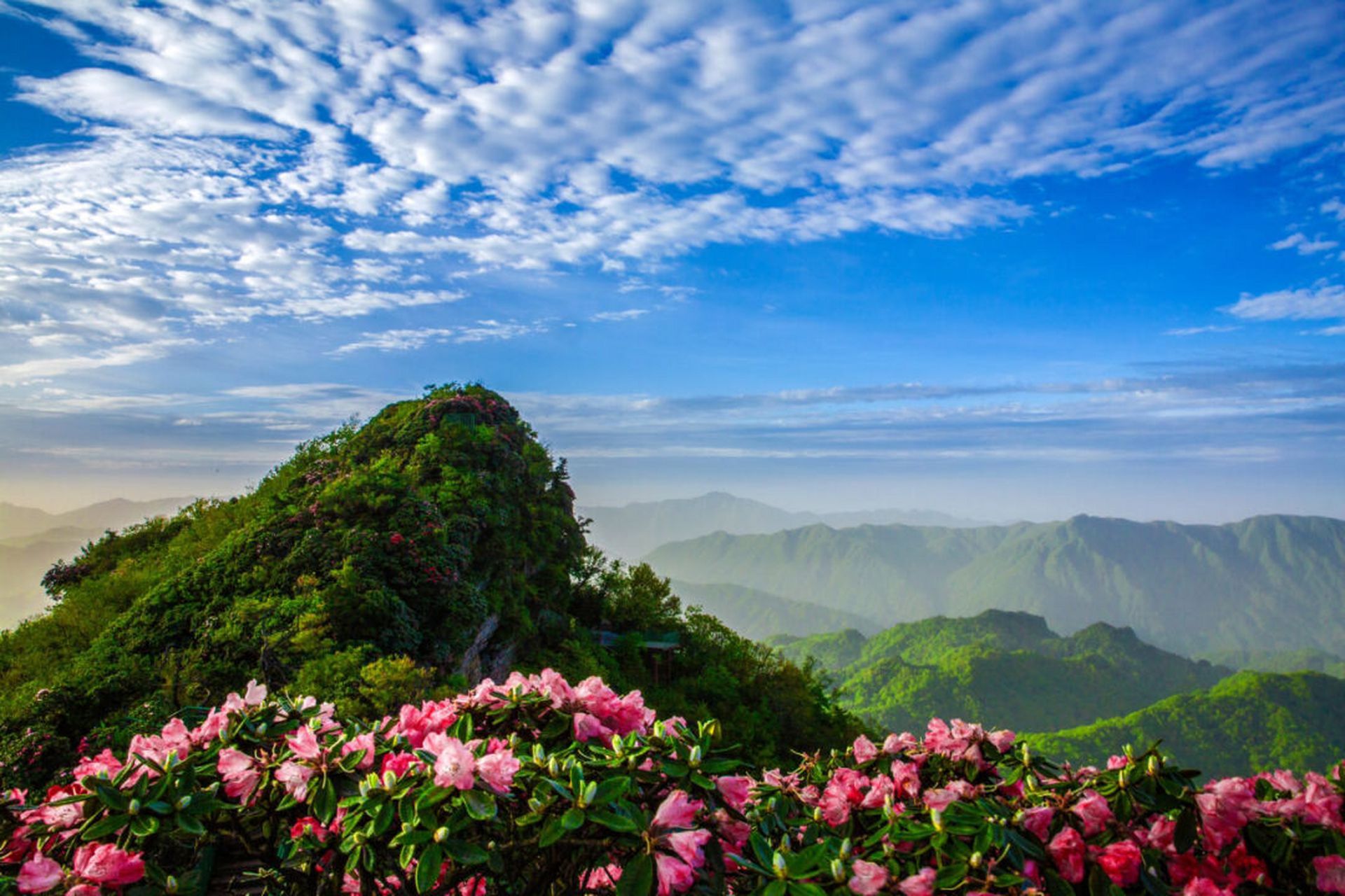 四月杜鹃花盛开,来光雾山共赴花的盛宴!