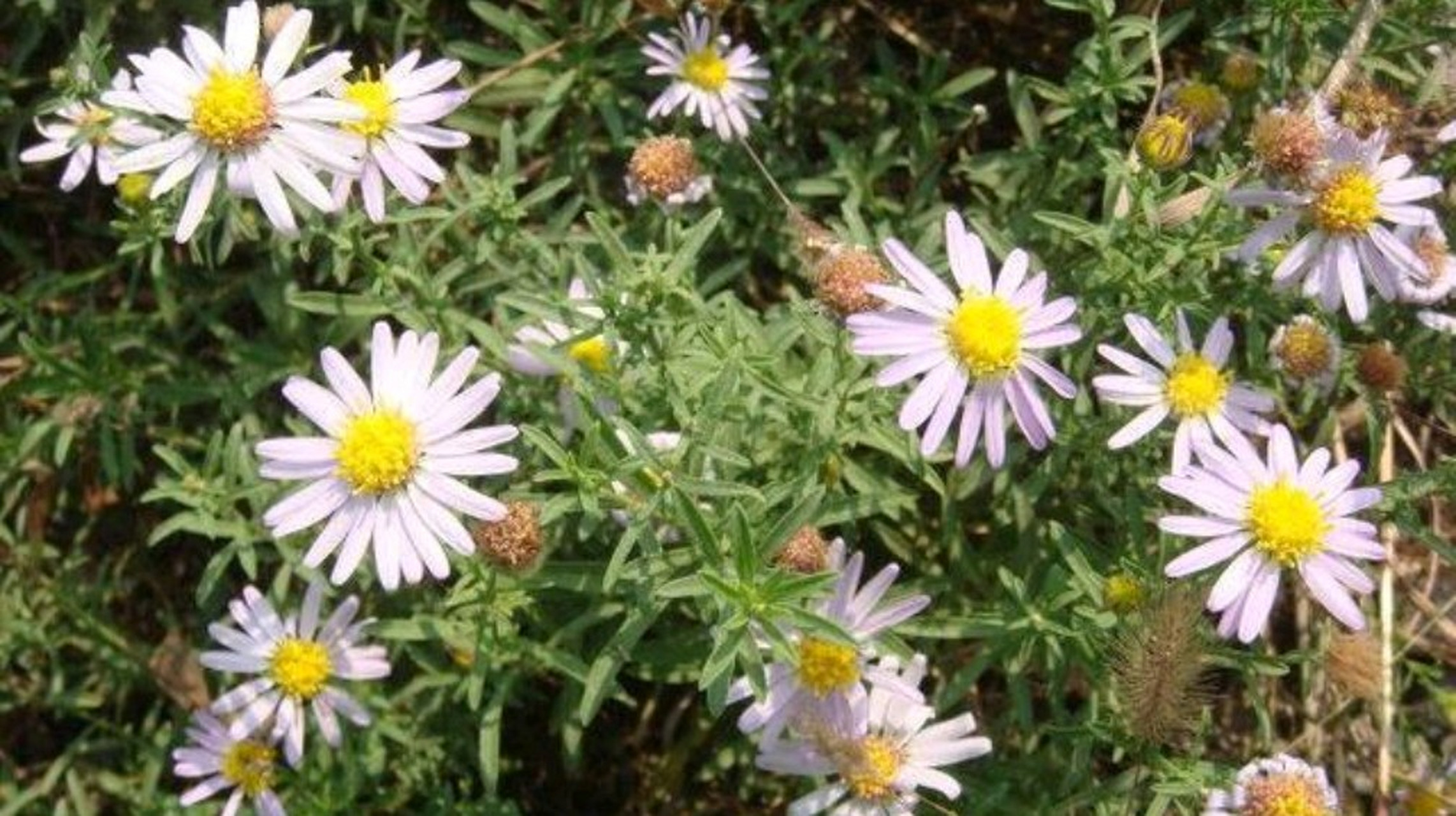 阿尔泰狗娃花是亚洲多年生草本植物,具有药用和观赏价值.