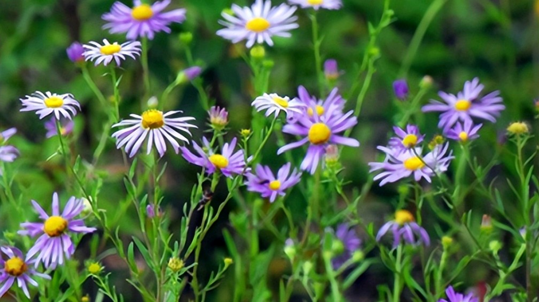 阿尔泰狗娃花是亚洲多年生草本植物,具有药用和观赏价值.
