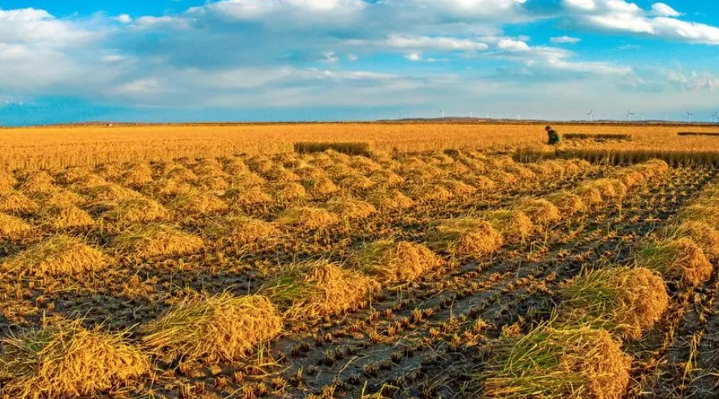 中国耕地最多的10个省份 一,黑龙江(2.57亿亩) 二,内蒙古(1.