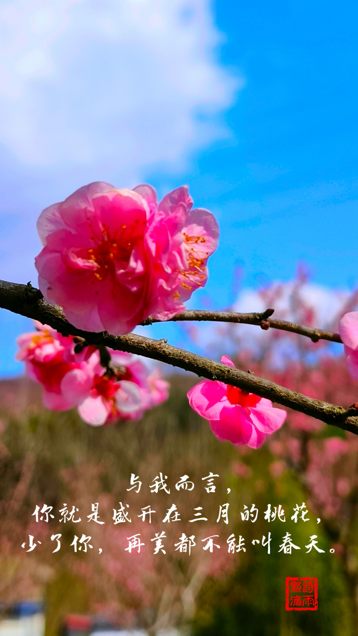 诗雨叶手机壁纸图片图片