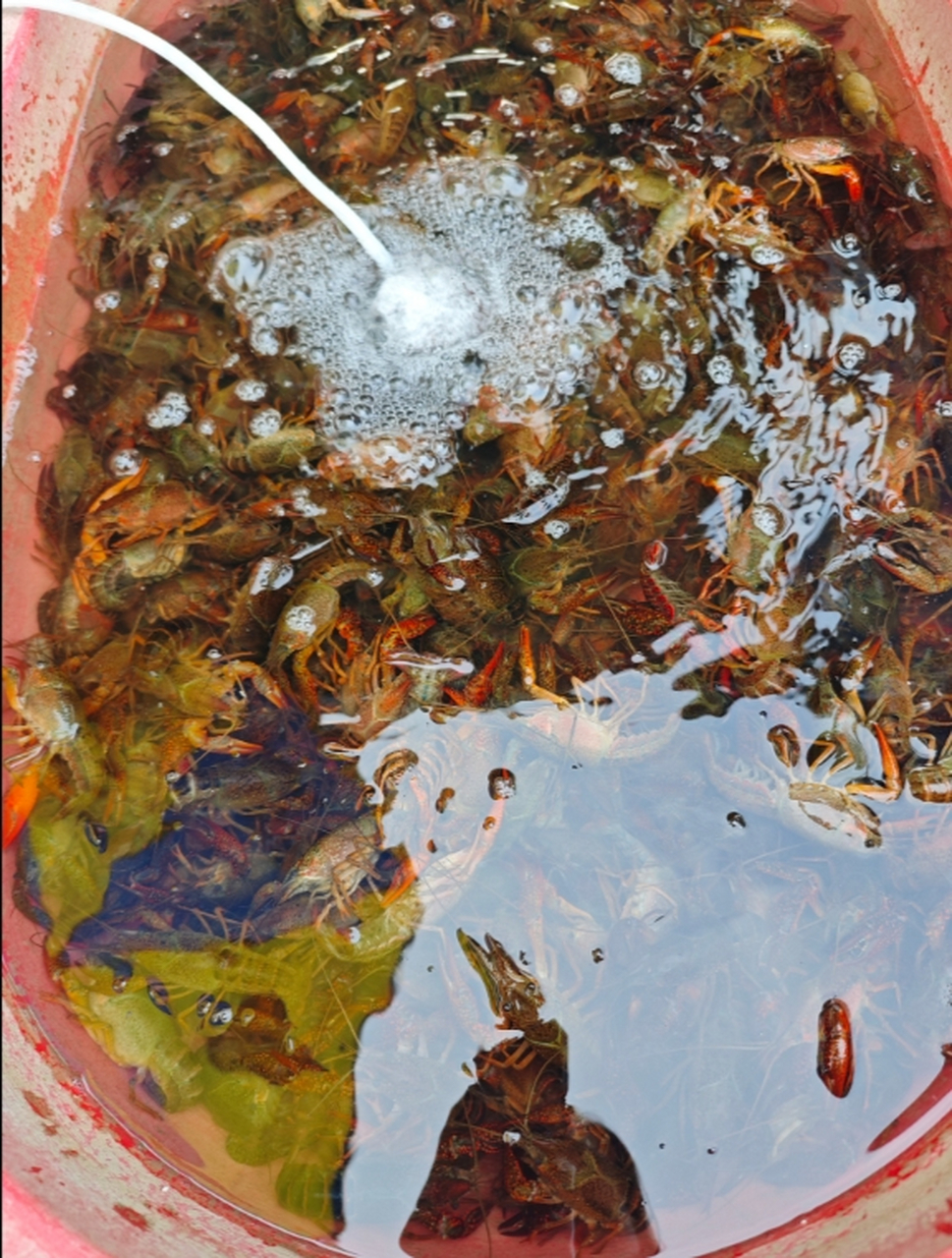 野生小龙虾,有口福了