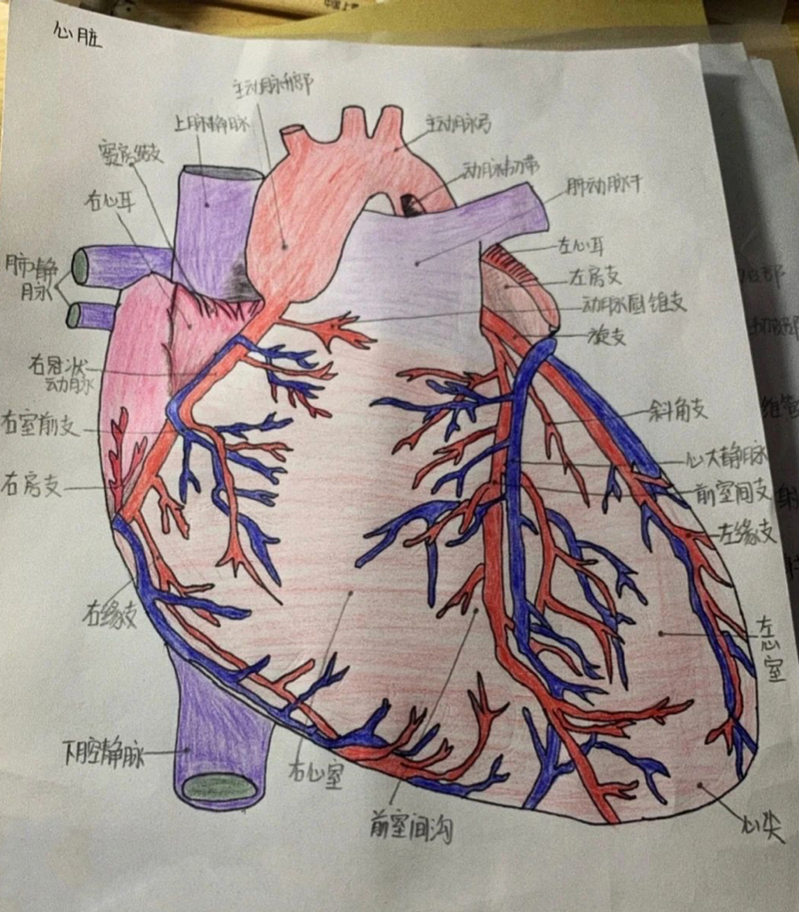 心脏解剖图 这是一幅详细的心脏解剖图!希望能帮助大家理解记忆!