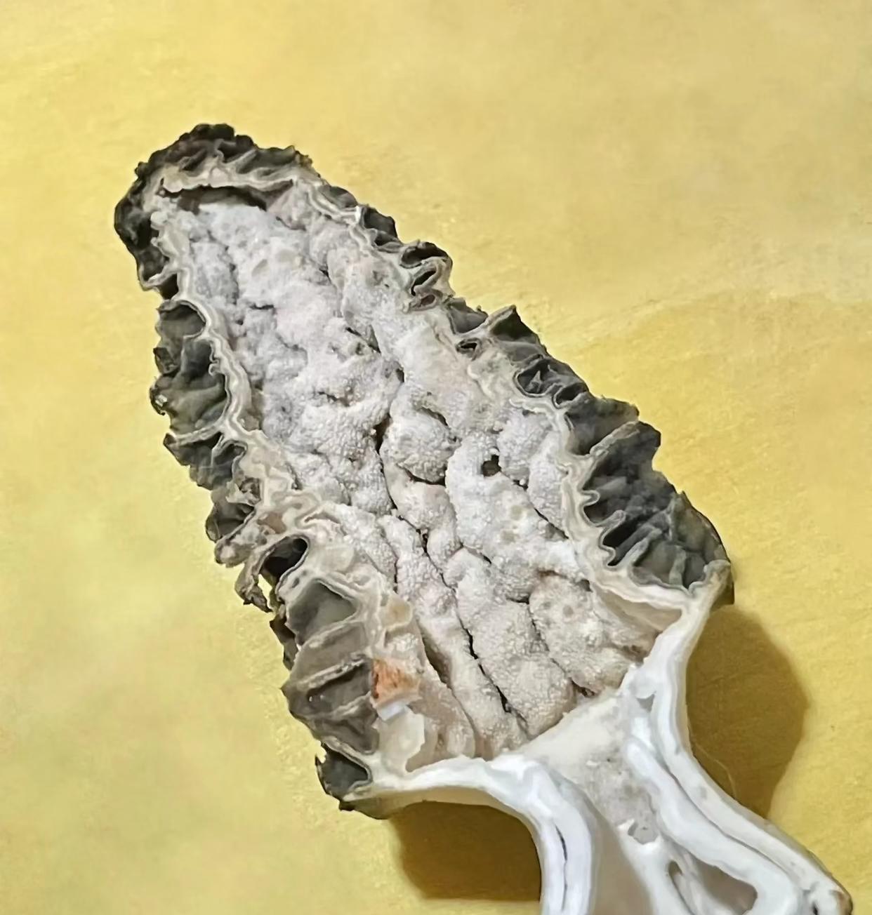 这菌这么贵?切开咋像海绵宝宝?吃不吃先问问派大星暮春谷雨