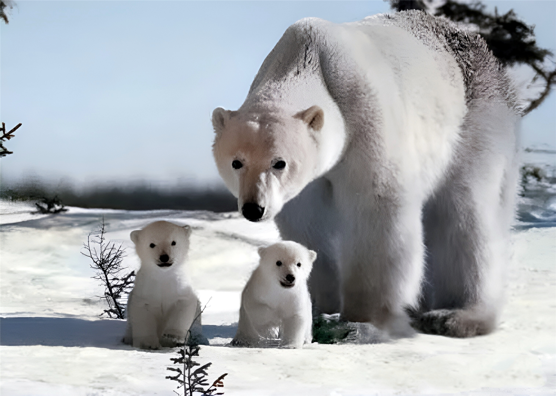 一只熊妈妈带着两只小熊.探险家原本不想招惹北极熊,试图匆匆绕过去.