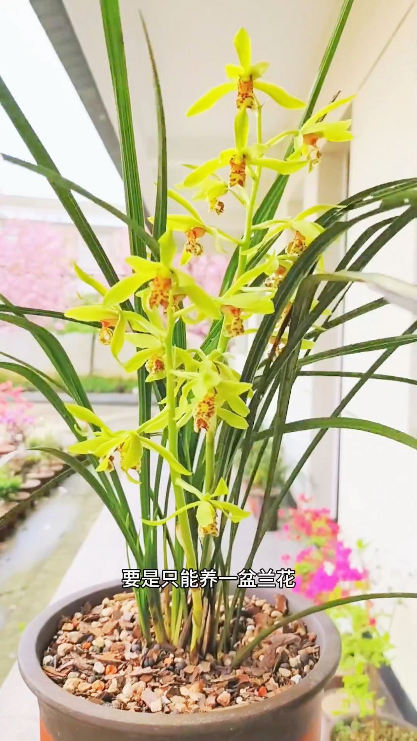优雅蕙兰品质之选为生活添姿
