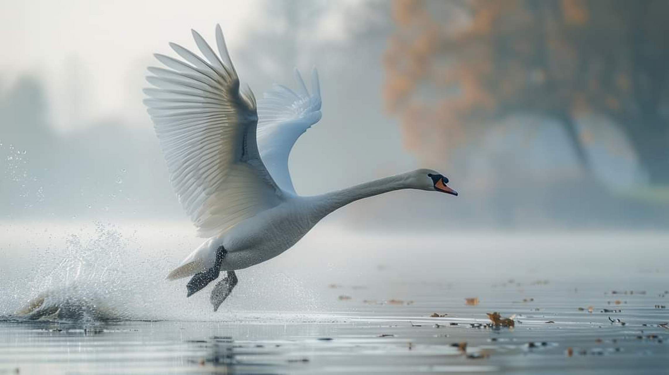 湖面上,白天鹅翩翩起舞,展翅飞翔,舞姿优美动人.