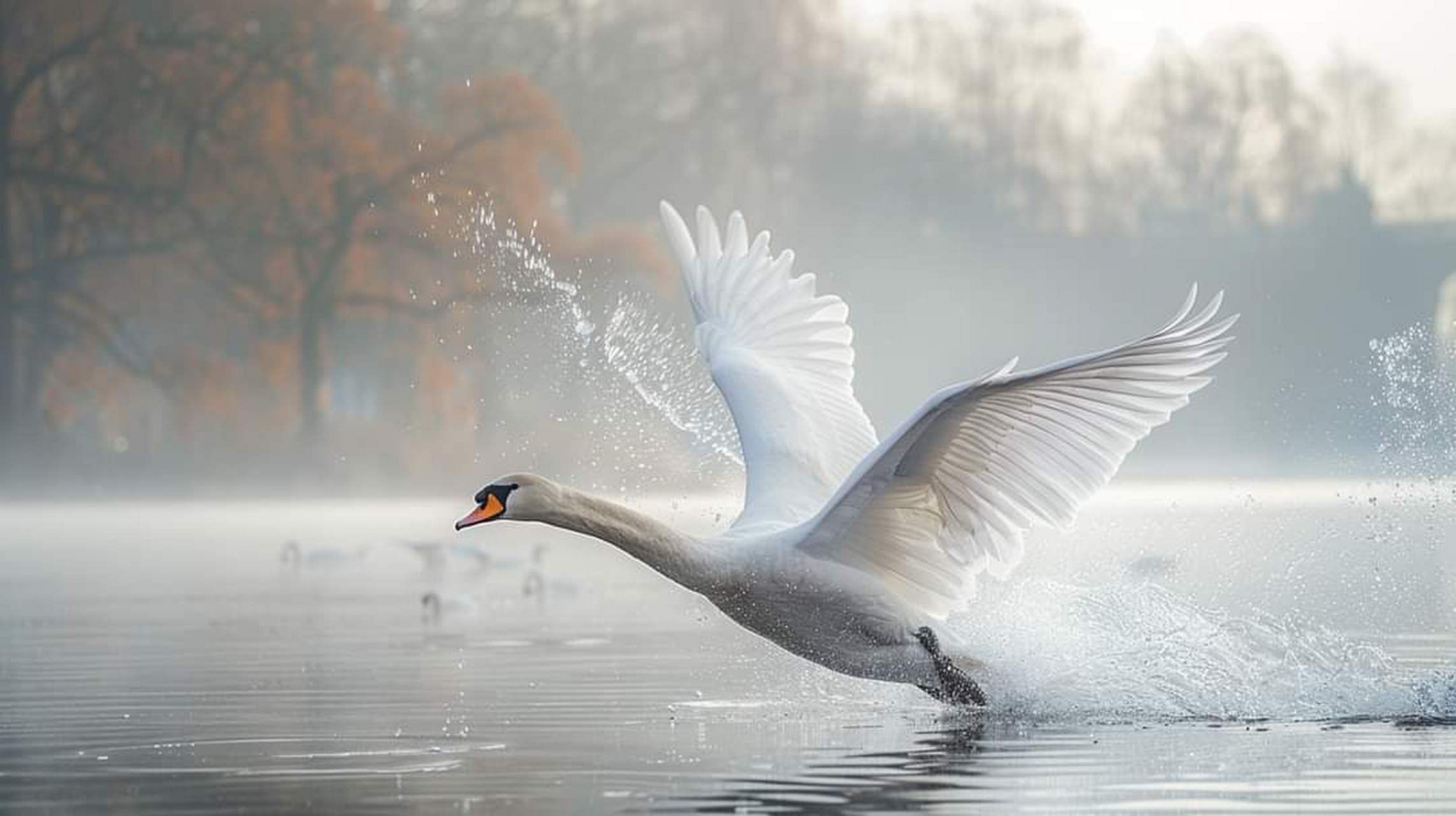 湖面上,白天鹅翩翩起舞,展翅飞翔,舞姿优美动人.