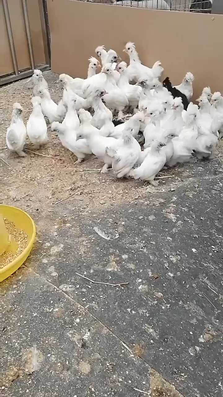 揭秘2-3个月白元宝鸡苗长多大-度小视