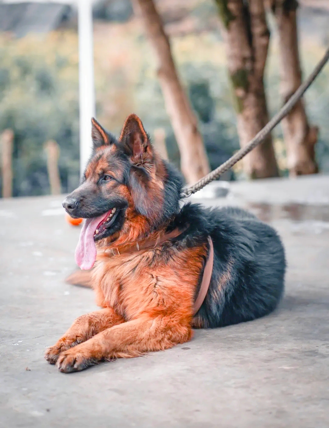 纯种德牧有哪些特征