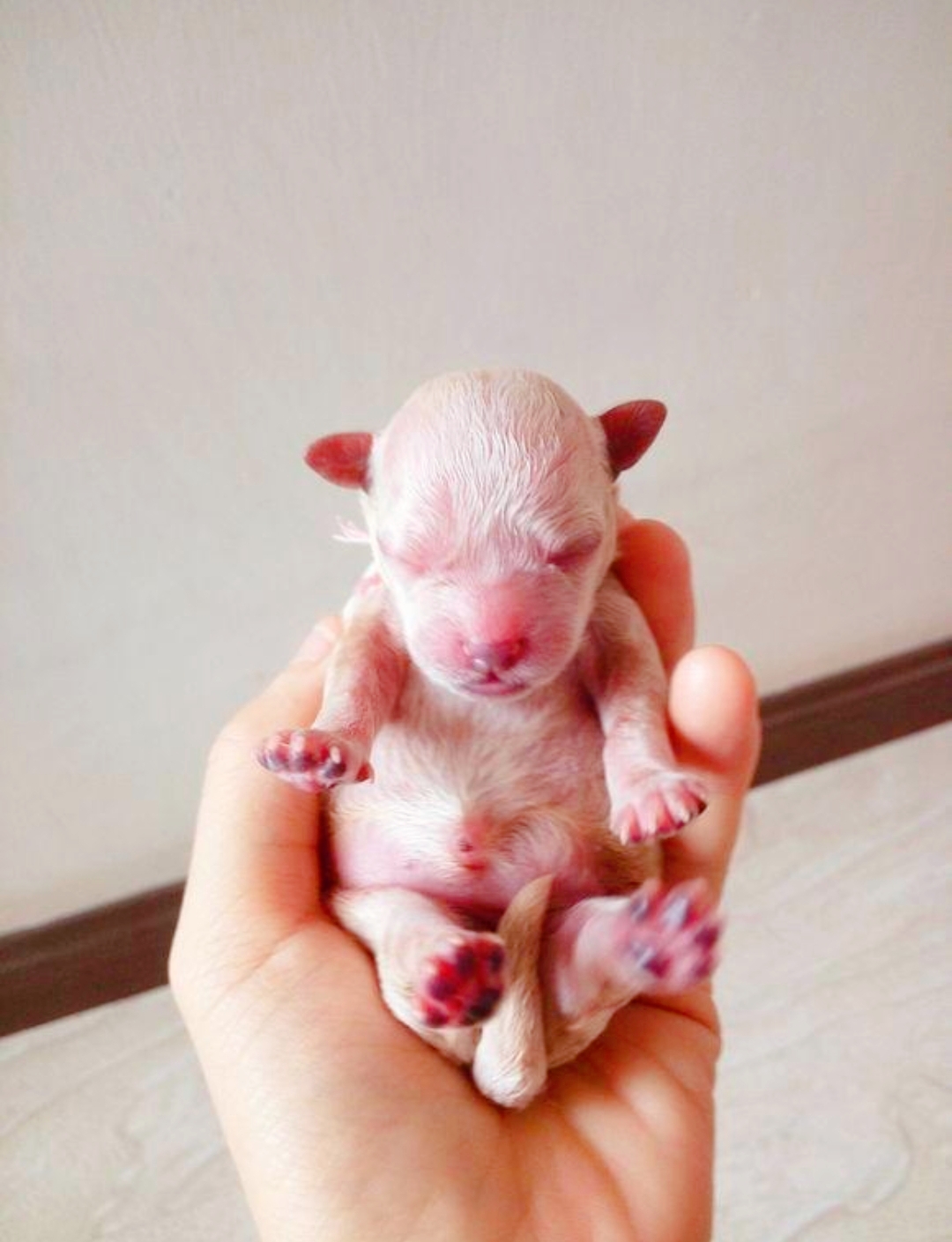 喂养刚出生的小狗,这些细节你一定不能忽视