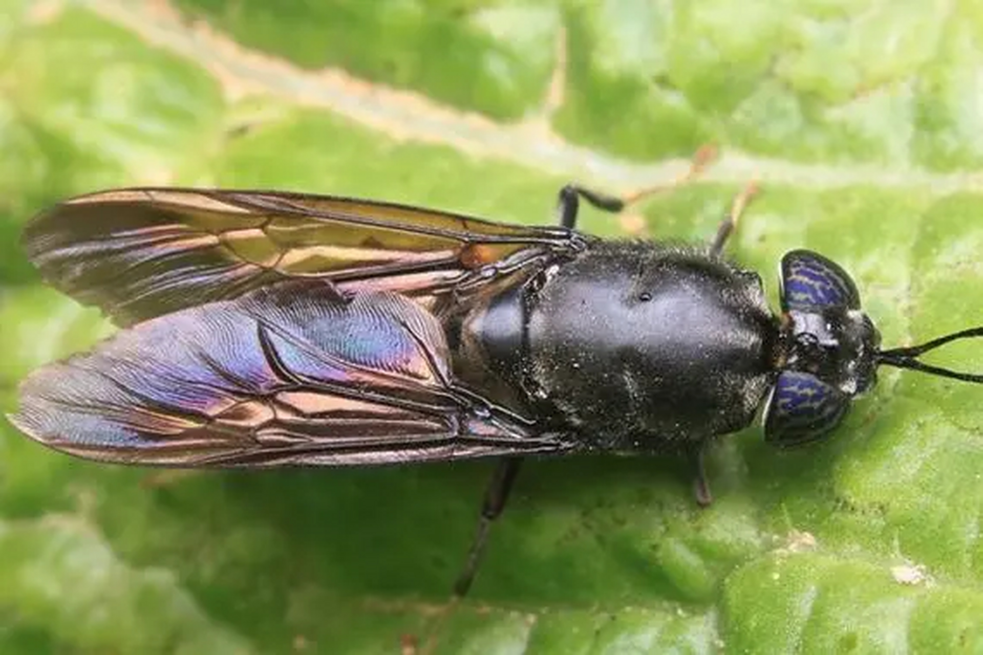 成虫阶段黑水虻繁殖后代,传递生命接力棒.
