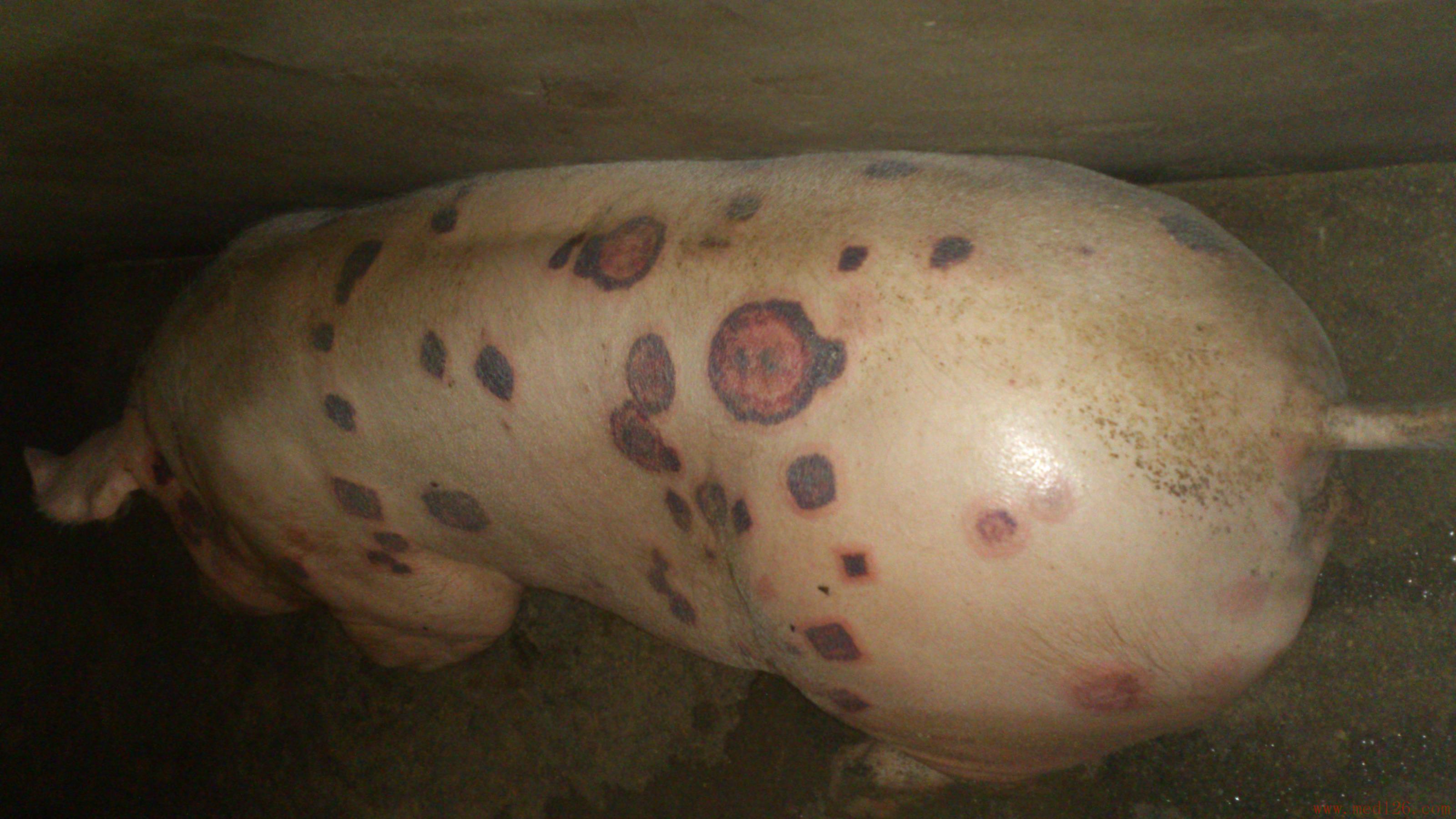 猪丹毒最佳治疗方法?每天学一招养殖更简单