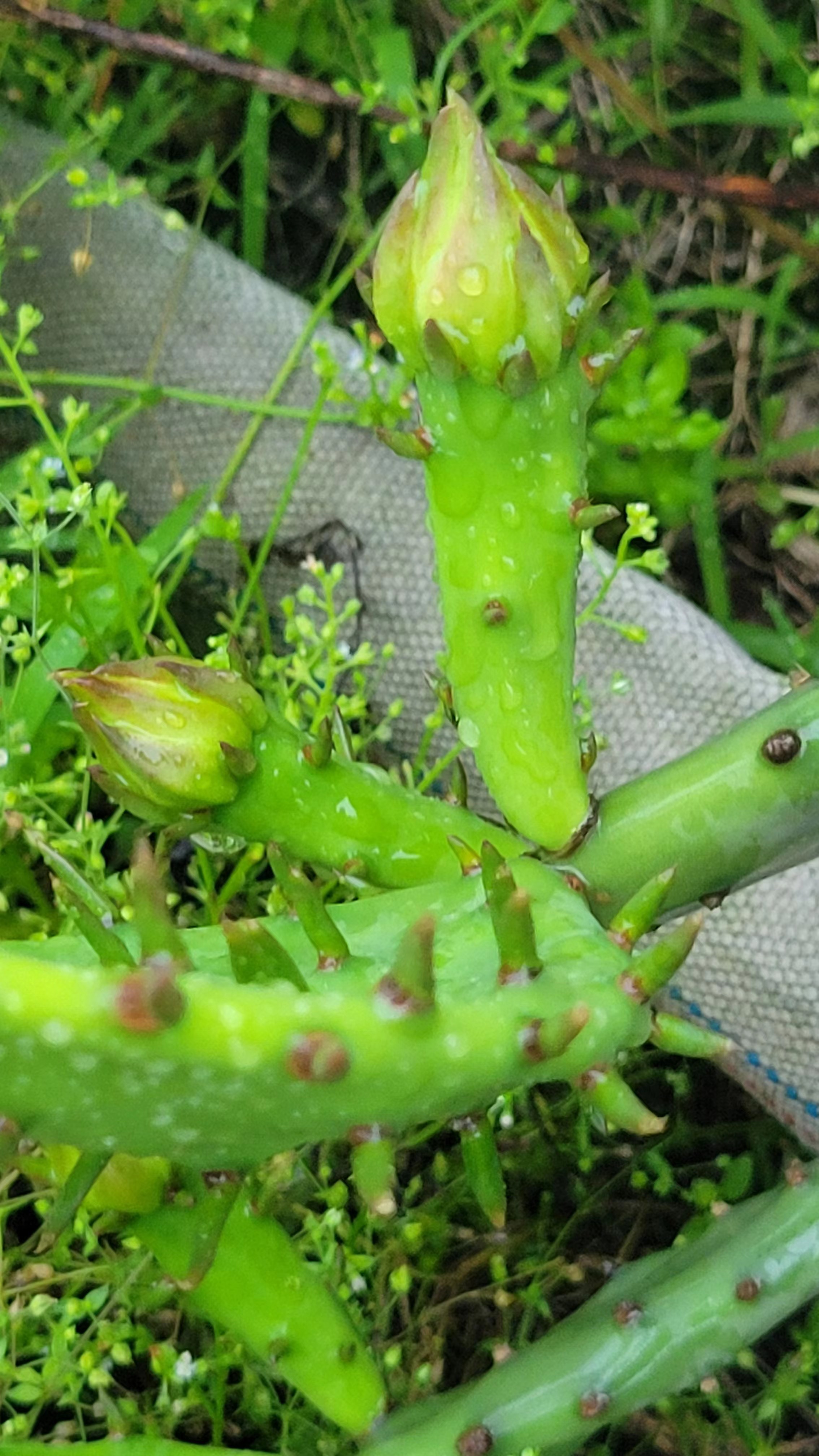 仙人掌开小红花的几年能开花