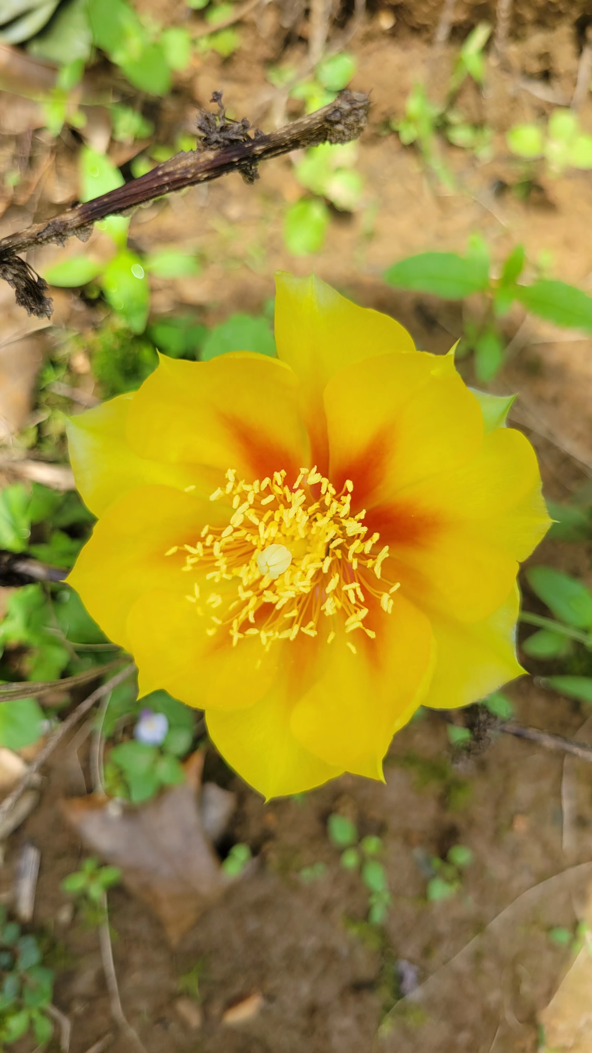 仙人掌开小红花的几年能开花