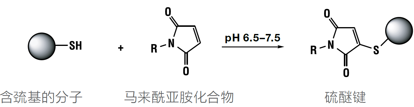 地高辛马来酰亚胺(digoxigenin mal)用于生物分子标记和检测