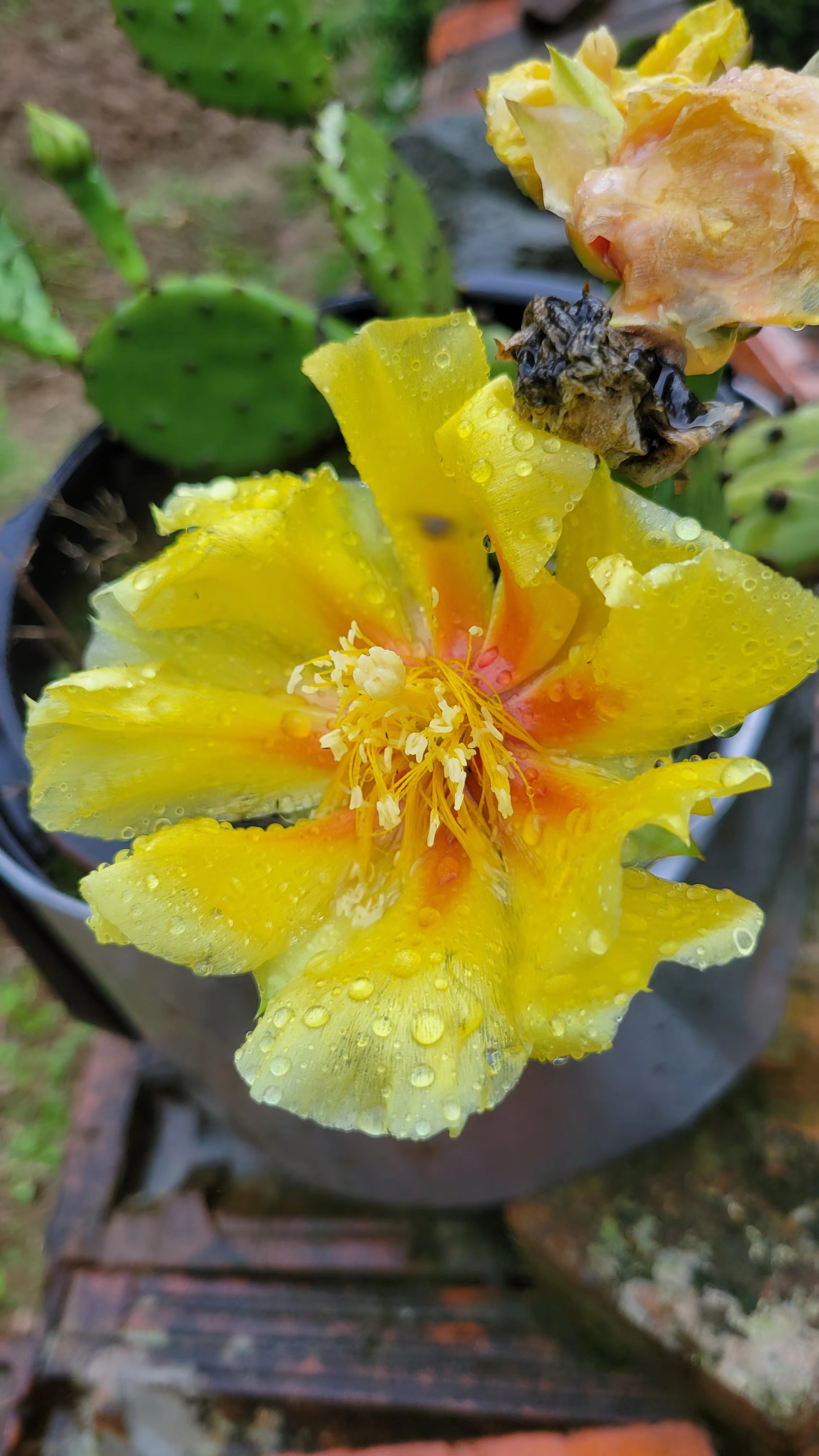 仙人掌开小红花的几年能开花