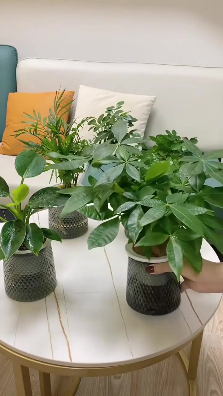 绿萝发财树文竹花卉盆栽