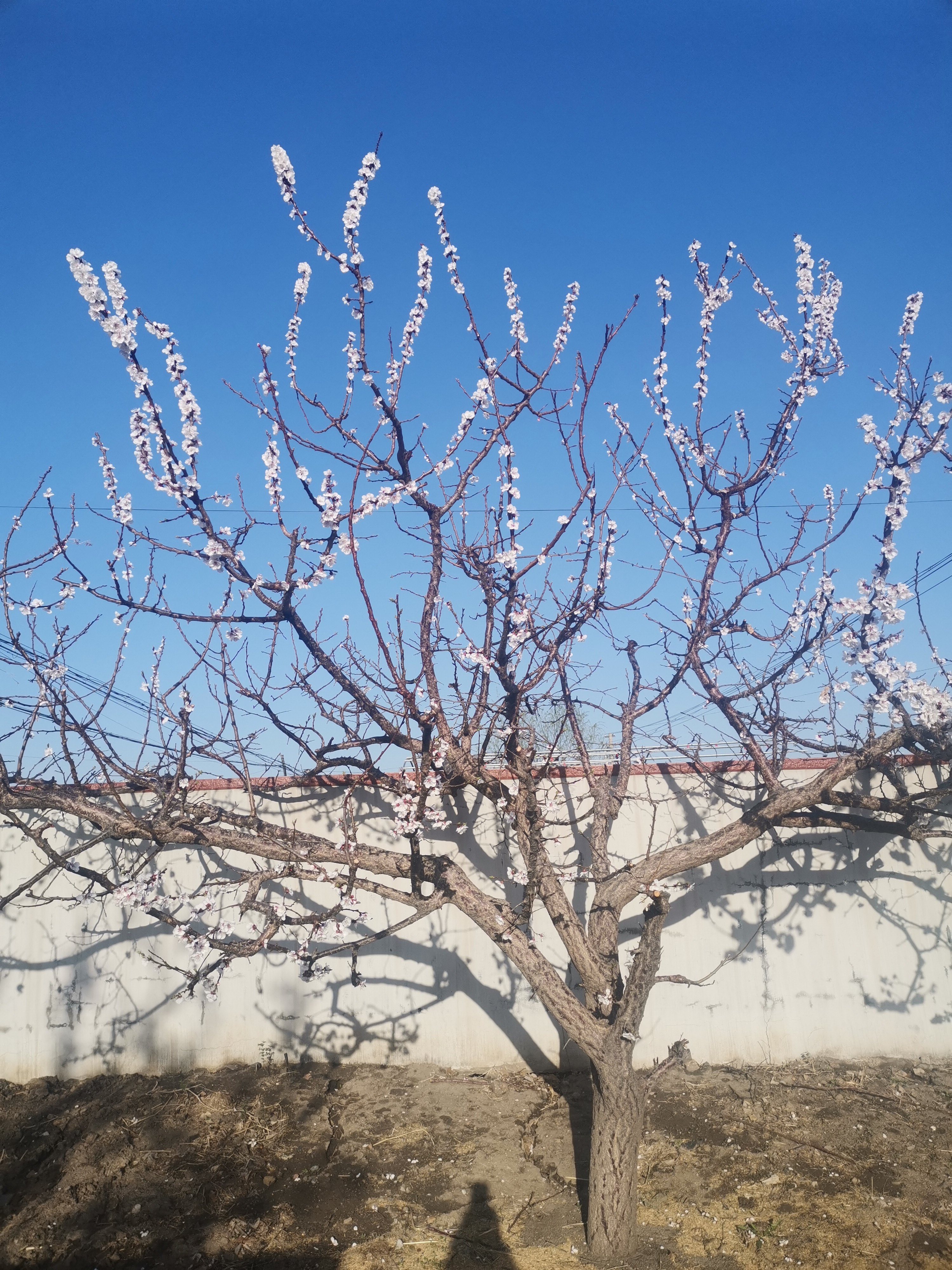 杏树几月开花图片