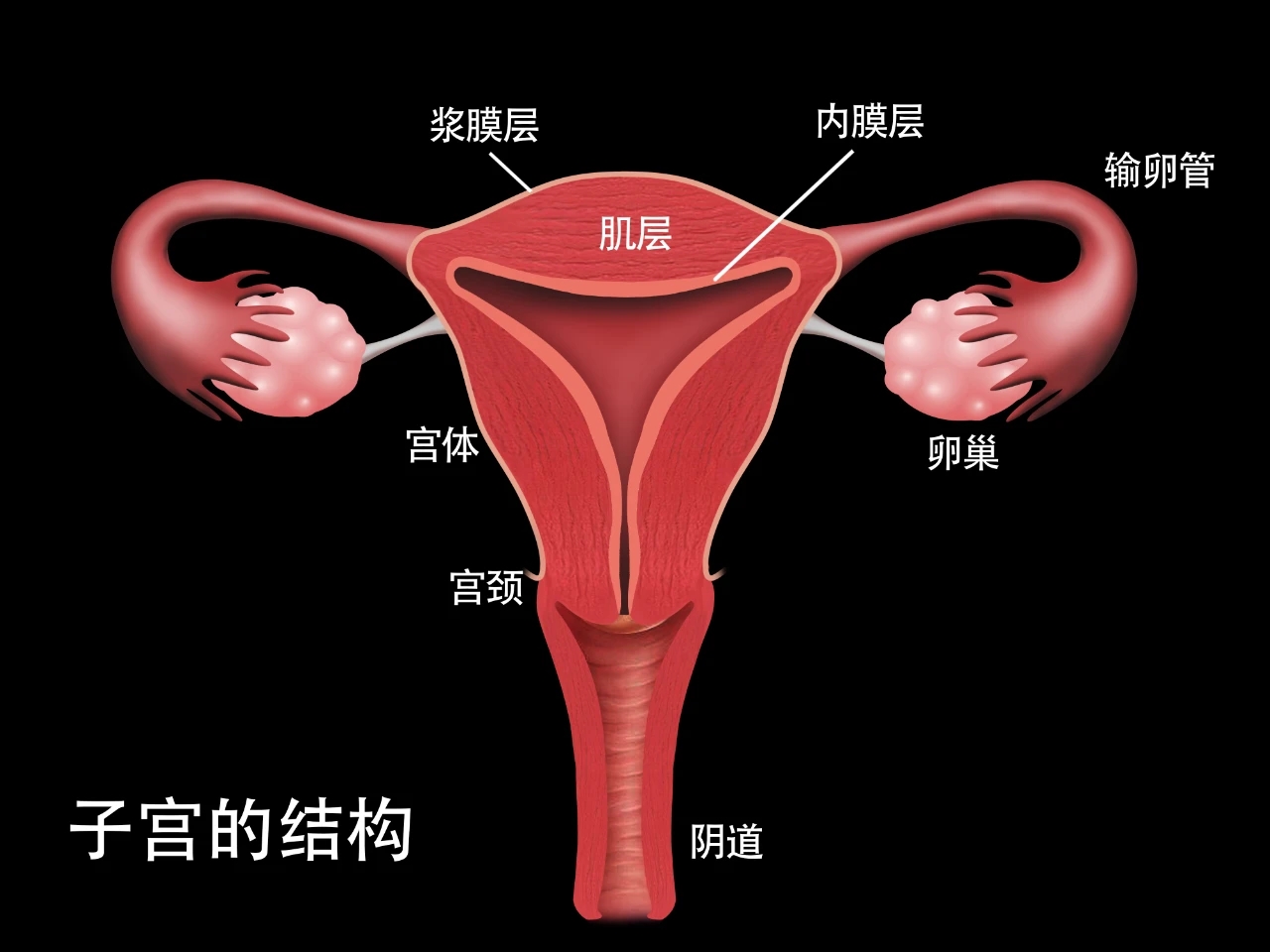 正常子宫内膜有多厚?
