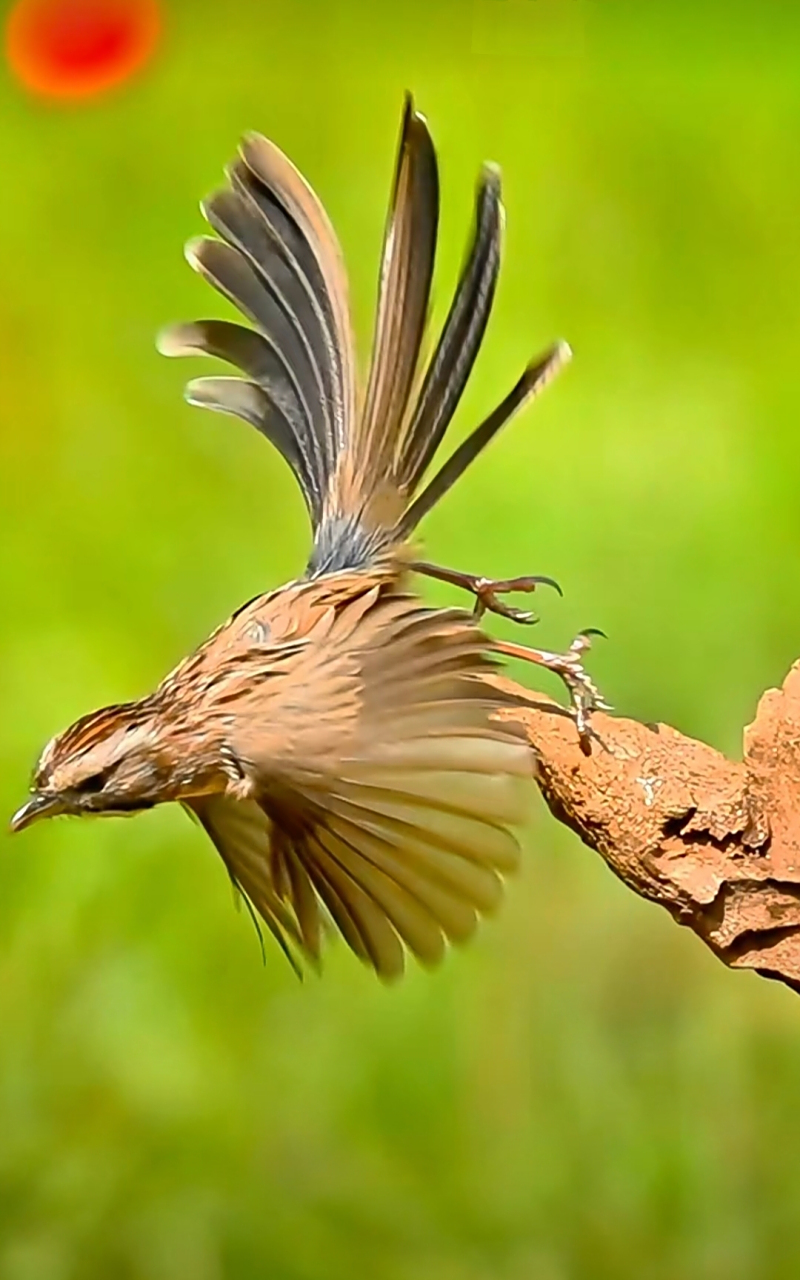 可爱的山鹛鸟. #和大自然的亲密接触# #记录大自然的动物世界