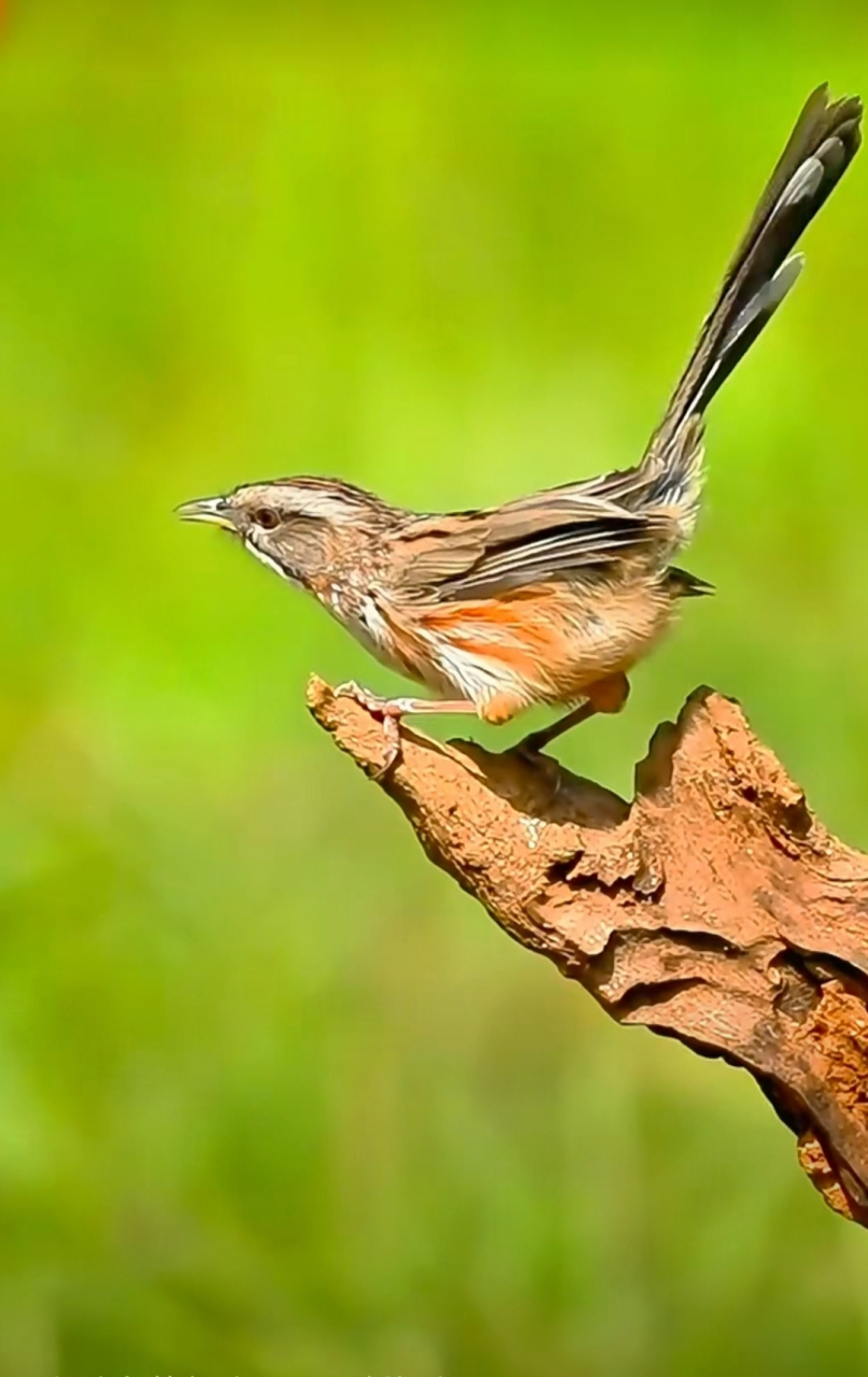 可爱的山鹛鸟. #和大自然的亲密接触# #记录大自然的动物世界