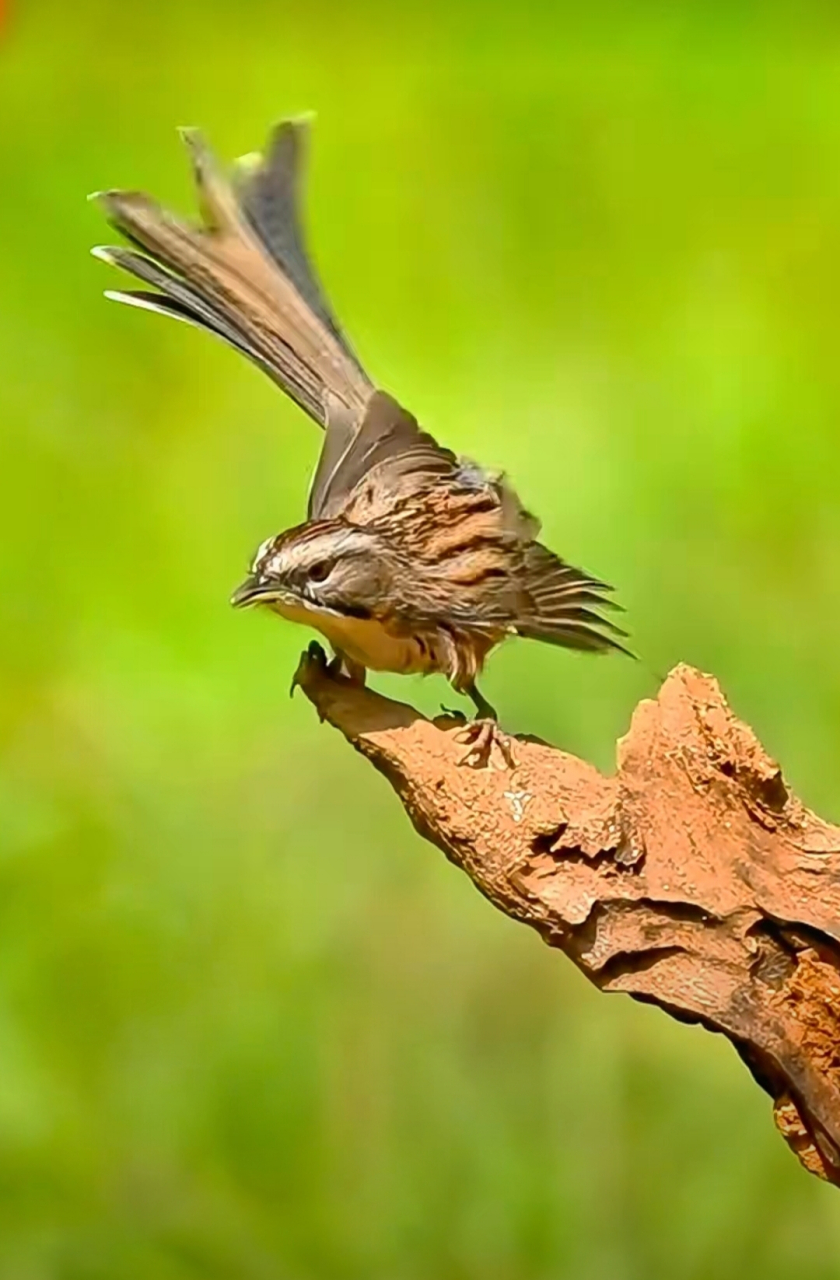 可爱的山鹛鸟. #和大自然的亲密接触# #记录大自然的动物世界