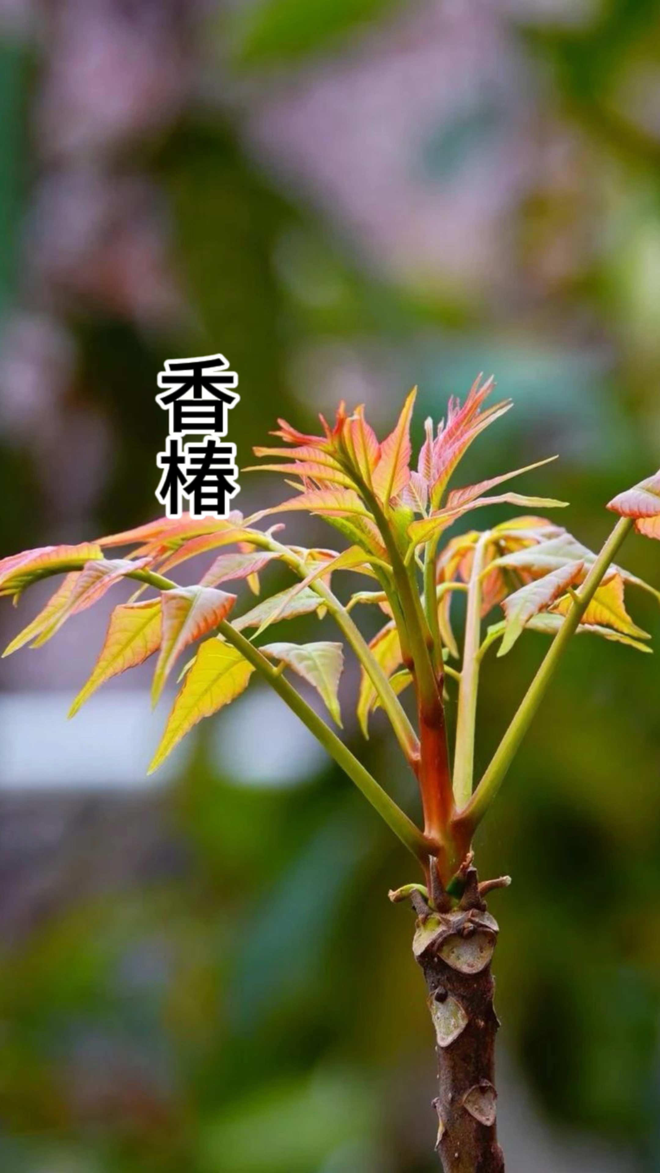 香椿,臭椿,五倍子芽,核桃芽漆树芽.-度小视