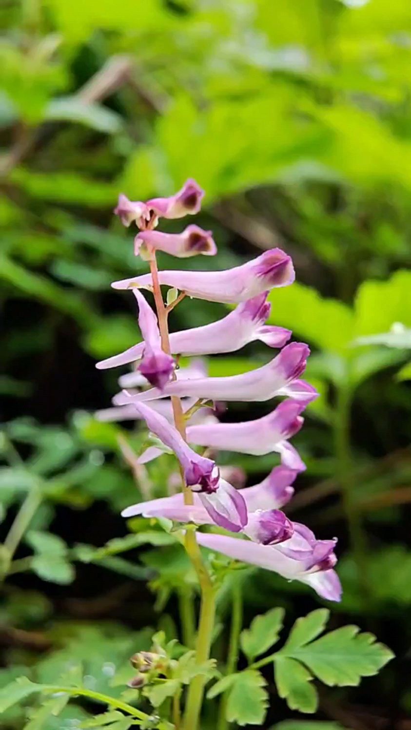 ,美丽的有毒植物,也有人叫它断肠草!