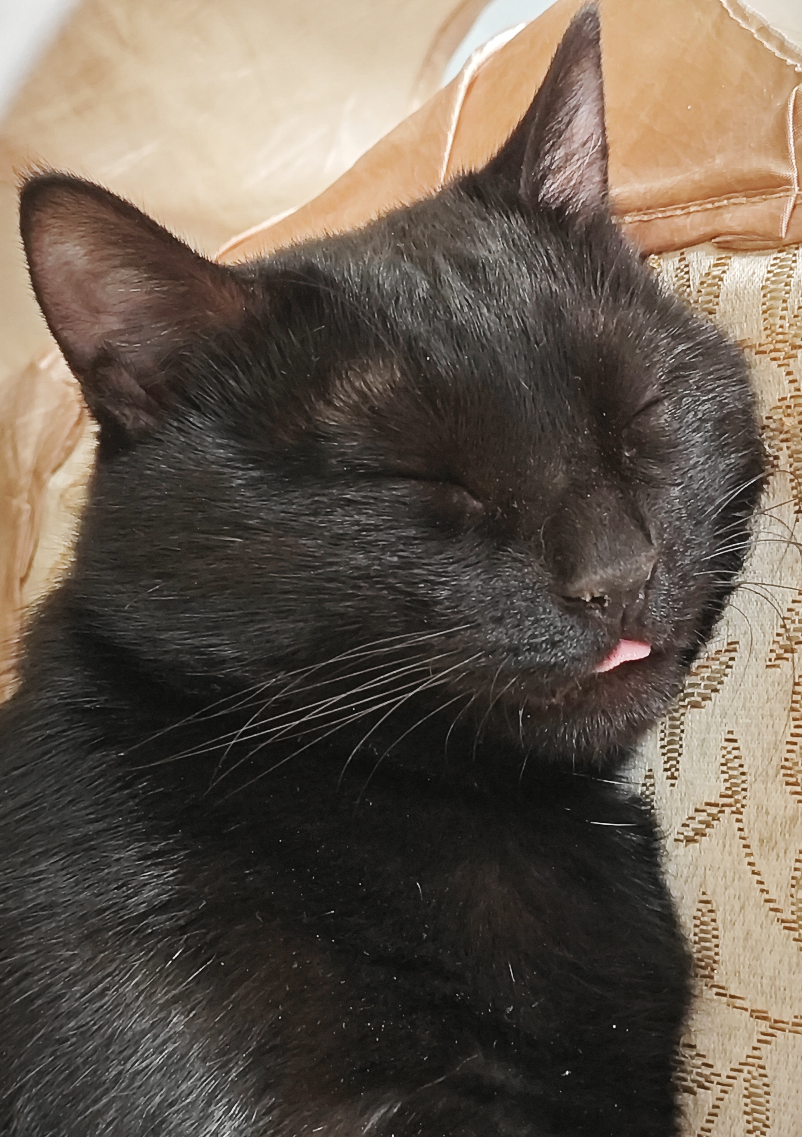 睡个觉还吐小舌头卖萌?猫咪 这是什么原因呢?