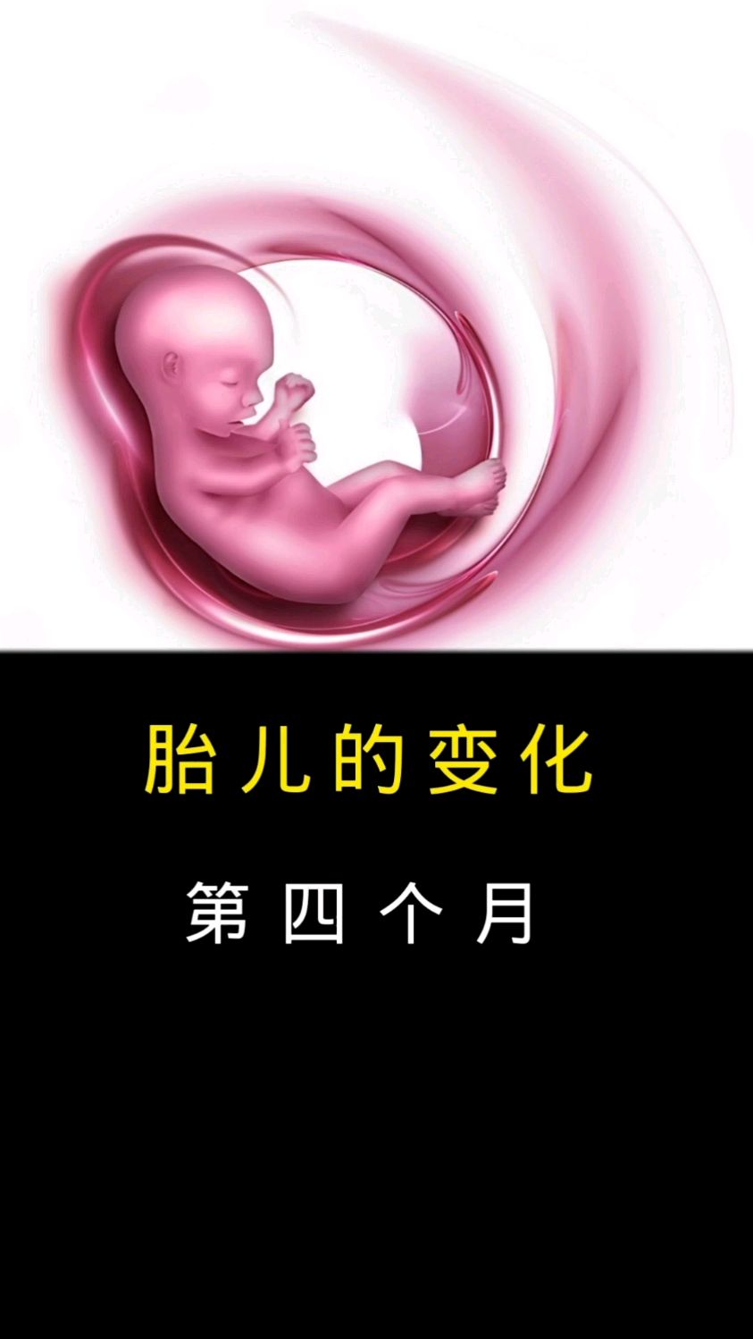 胎儿的变化,第四个月
