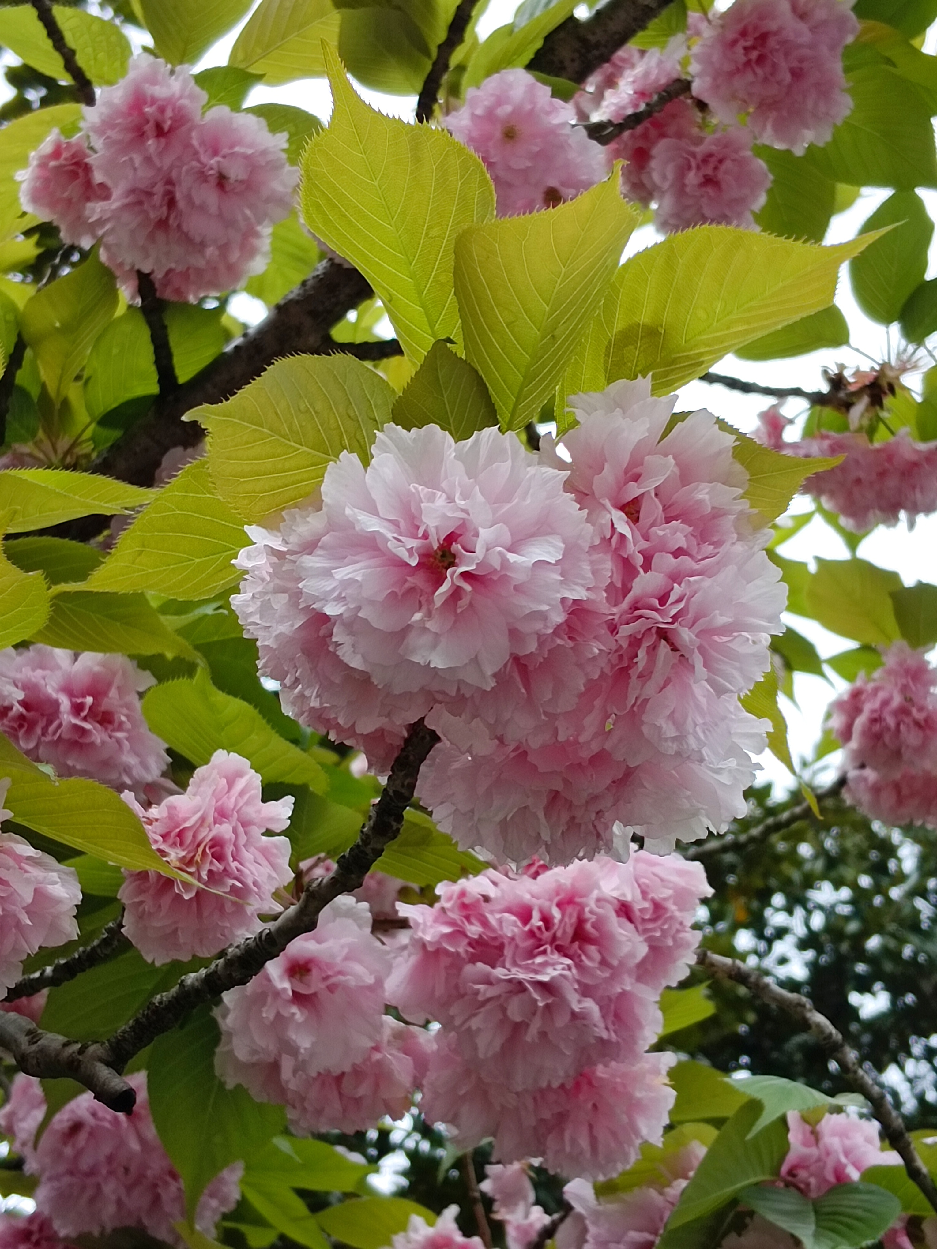 樱花盛开的春天浪漫又唯美