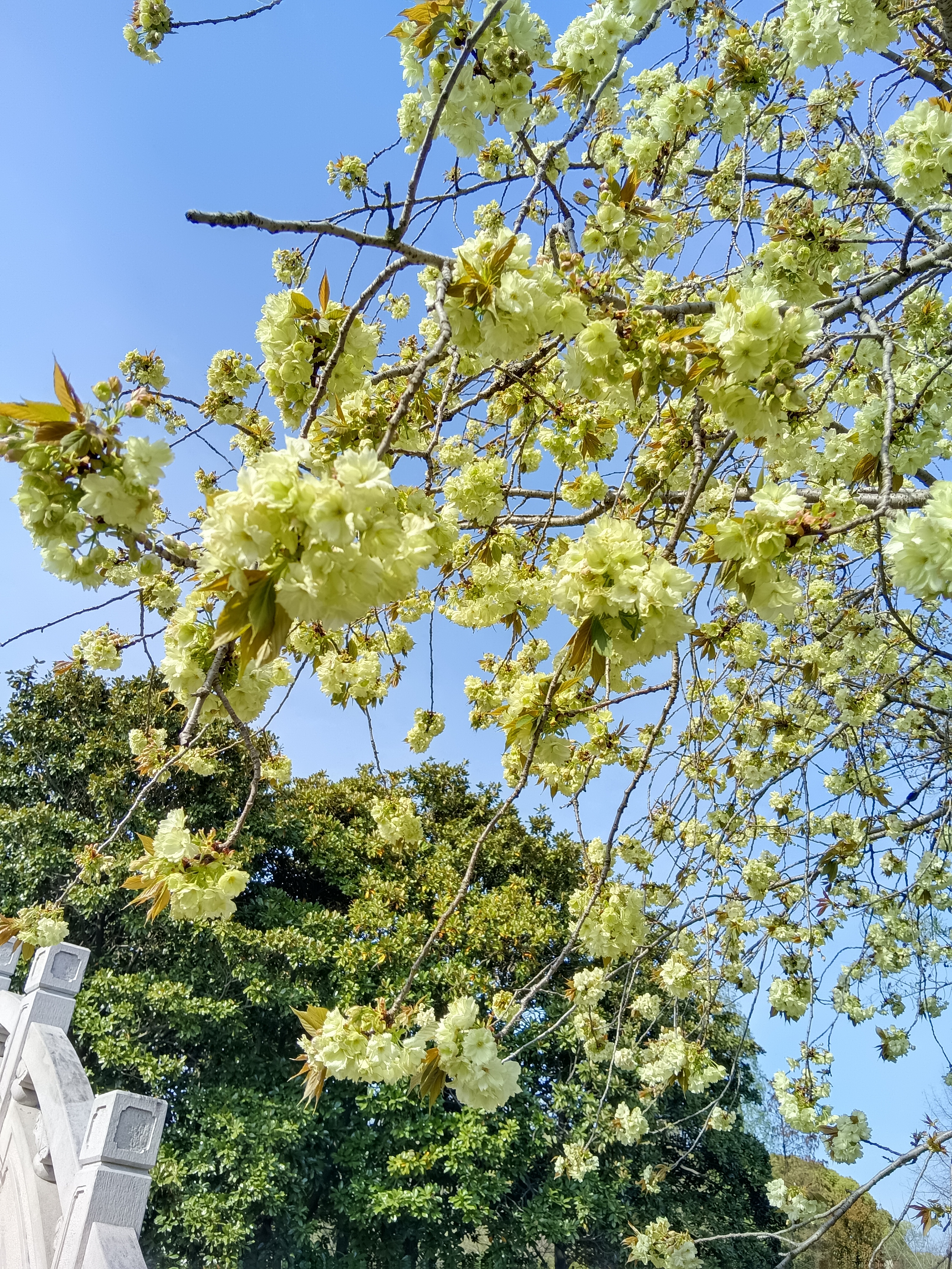 樱花盛开的春天浪漫又唯美