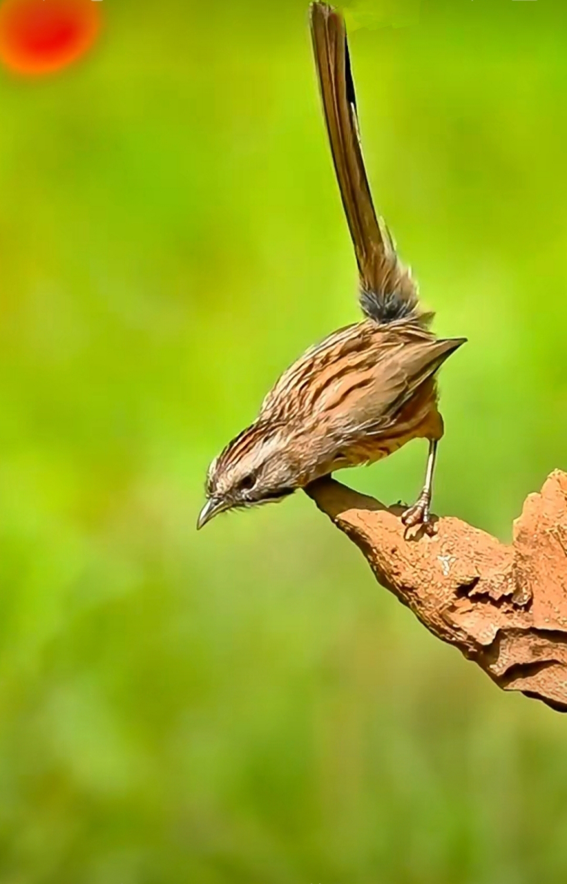 可爱的山鹛鸟. #和大自然的亲密接触# #记录大自然的动物世界