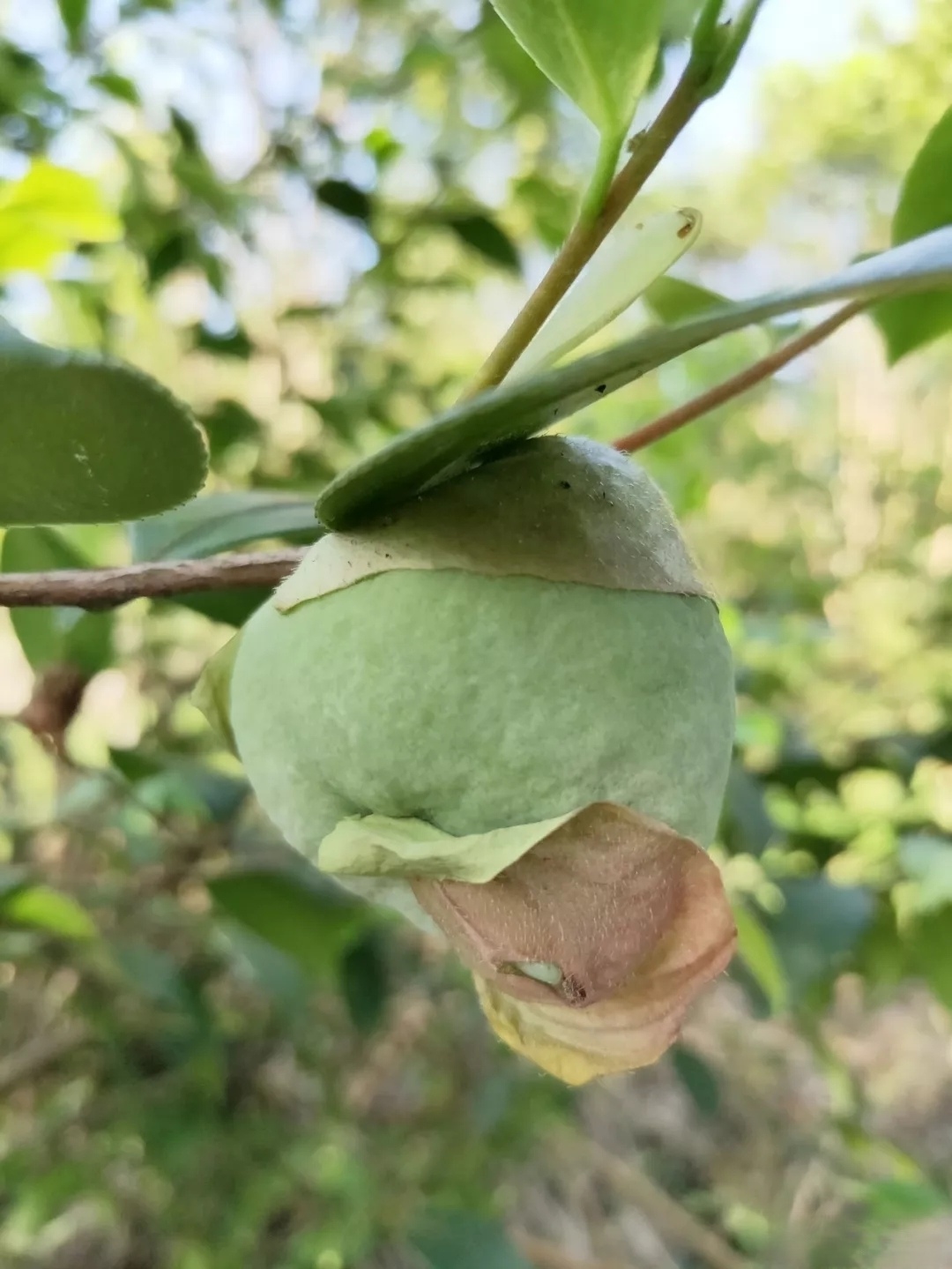 山茶树的果实