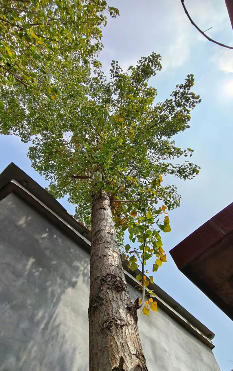 现在杨树这么不值钱了吗?