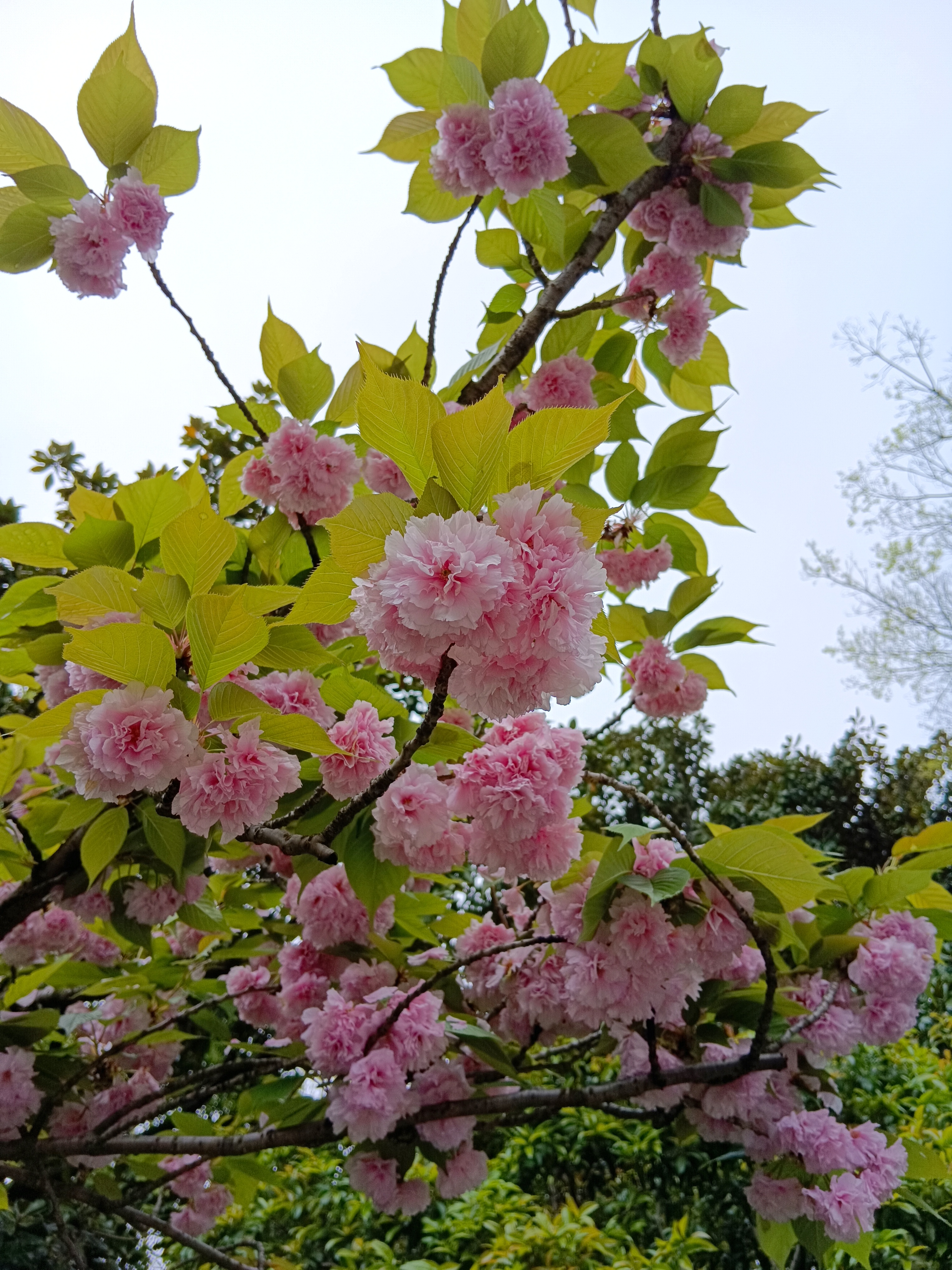 樱花盛开的春天浪漫又唯美