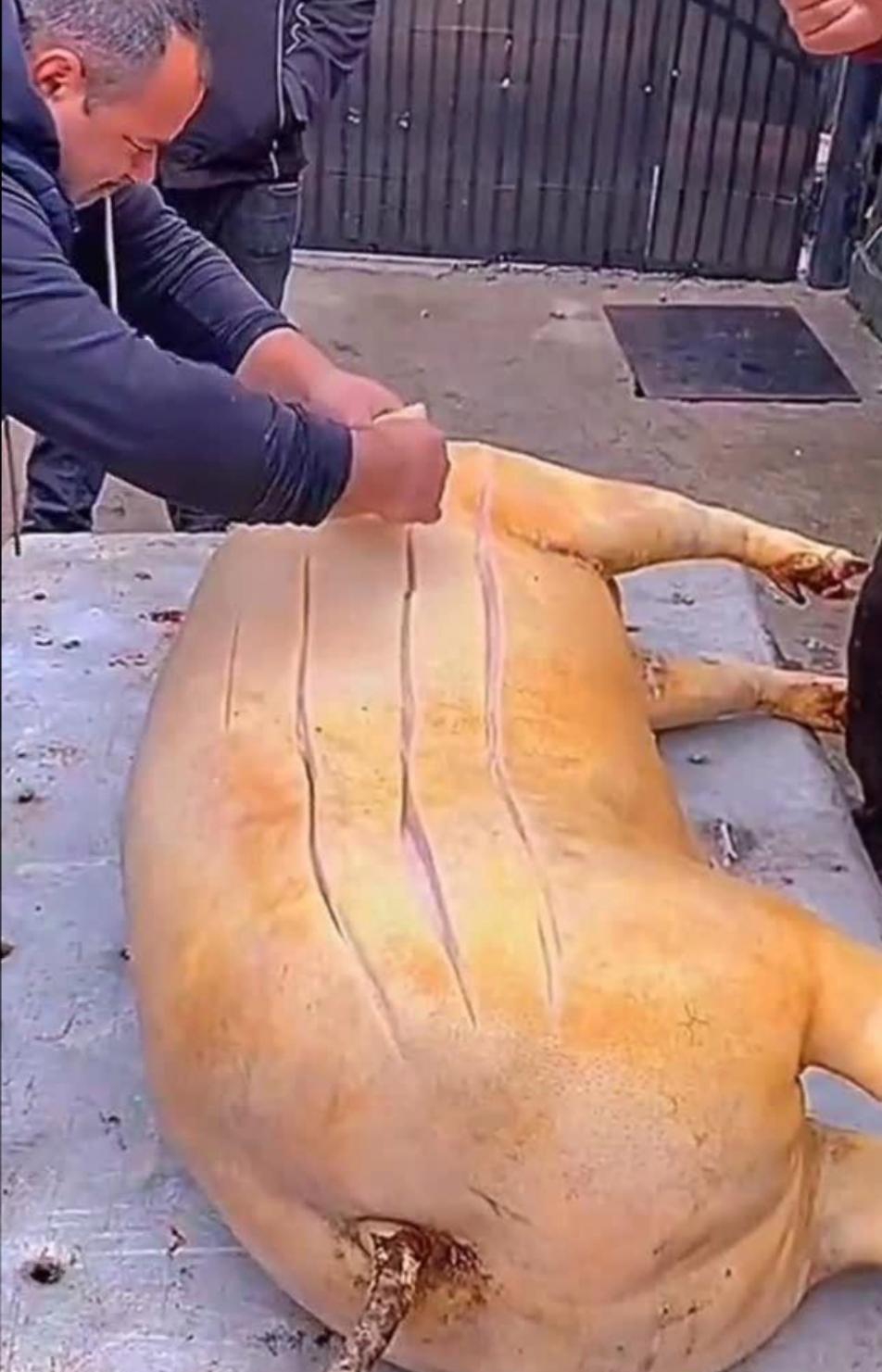 果然是名副其实的"战斗民族",连猪皮都能生吃.为什么要生吃猪皮呢?