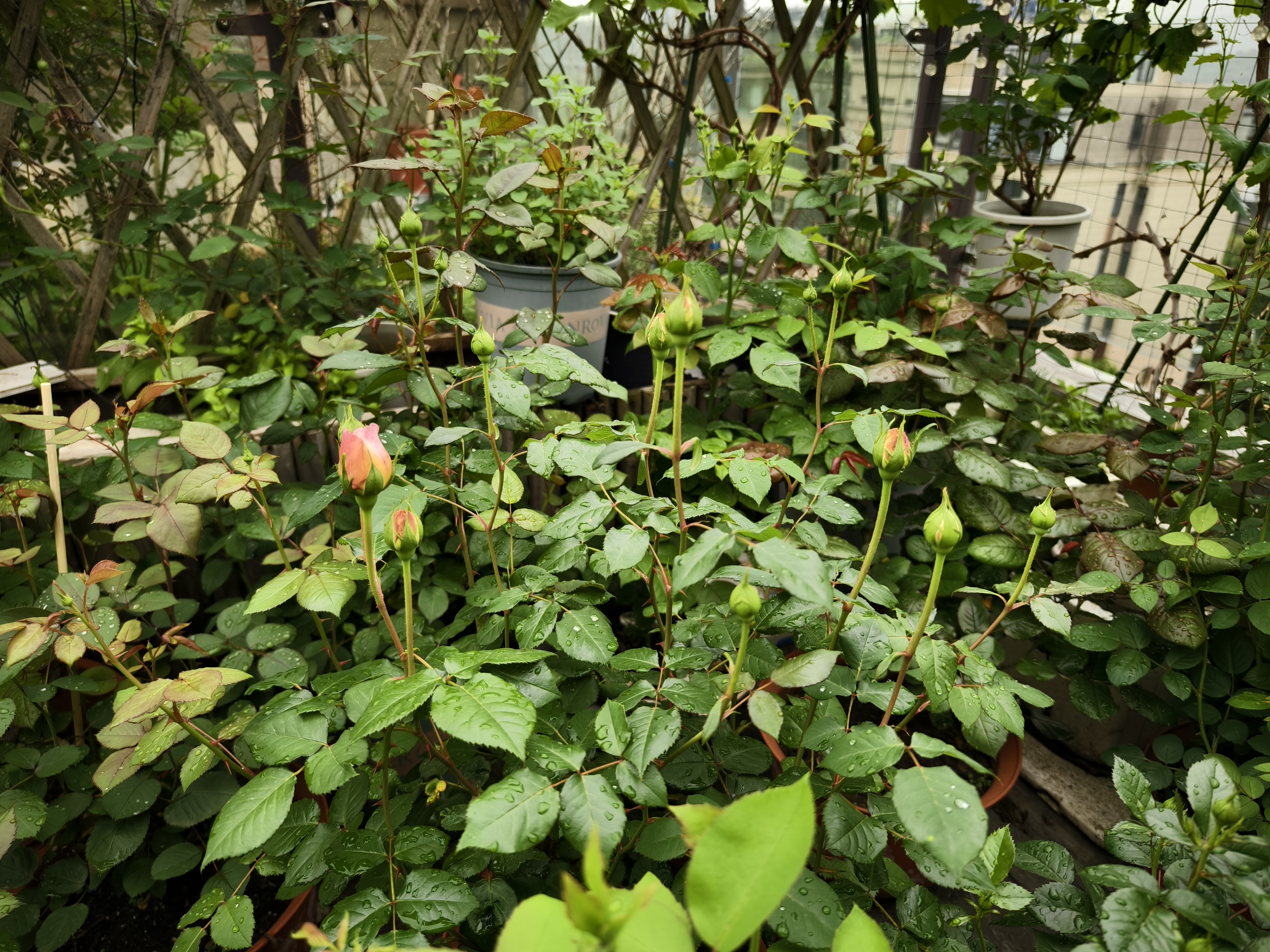 欧月亚伯开花了:亚伯拉罕.