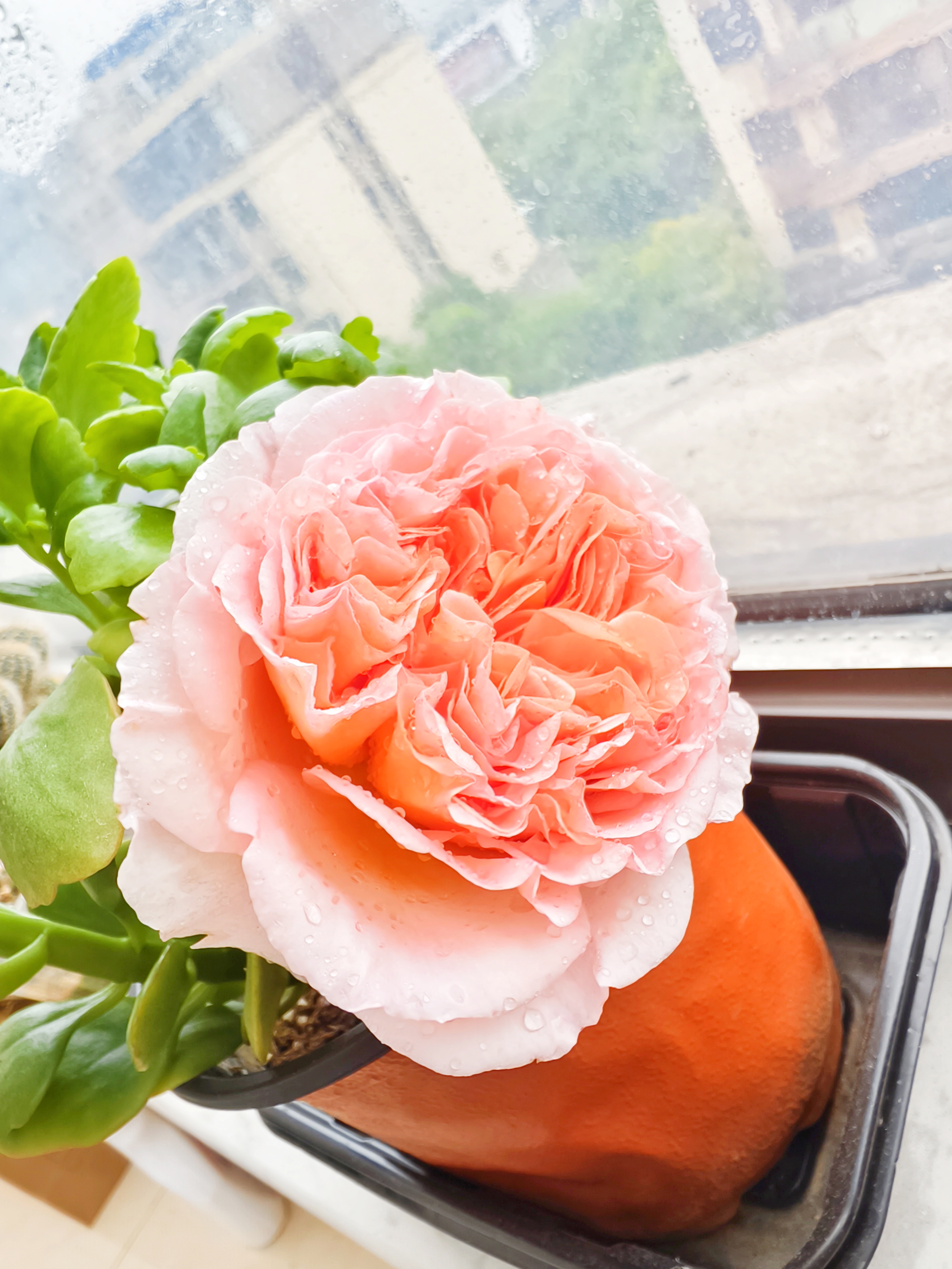 欧月亚伯开花了:亚伯拉罕.