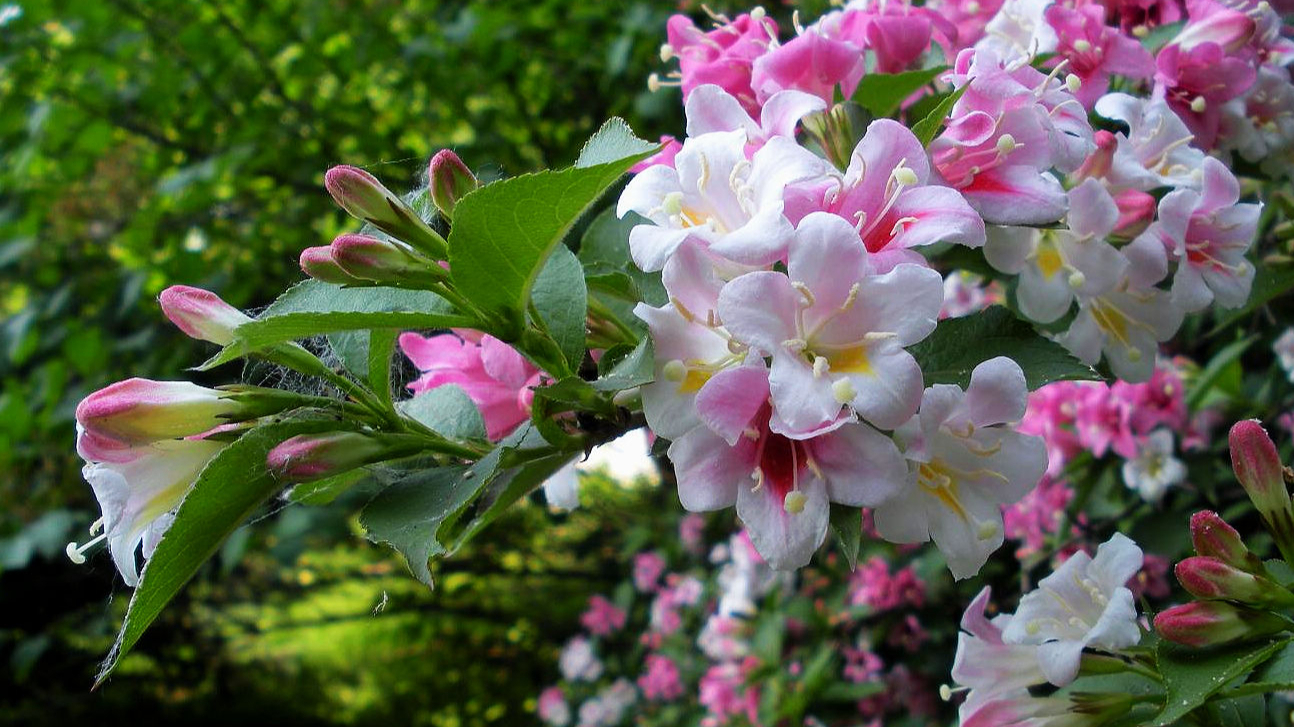 野生木本植物-锦带花简介