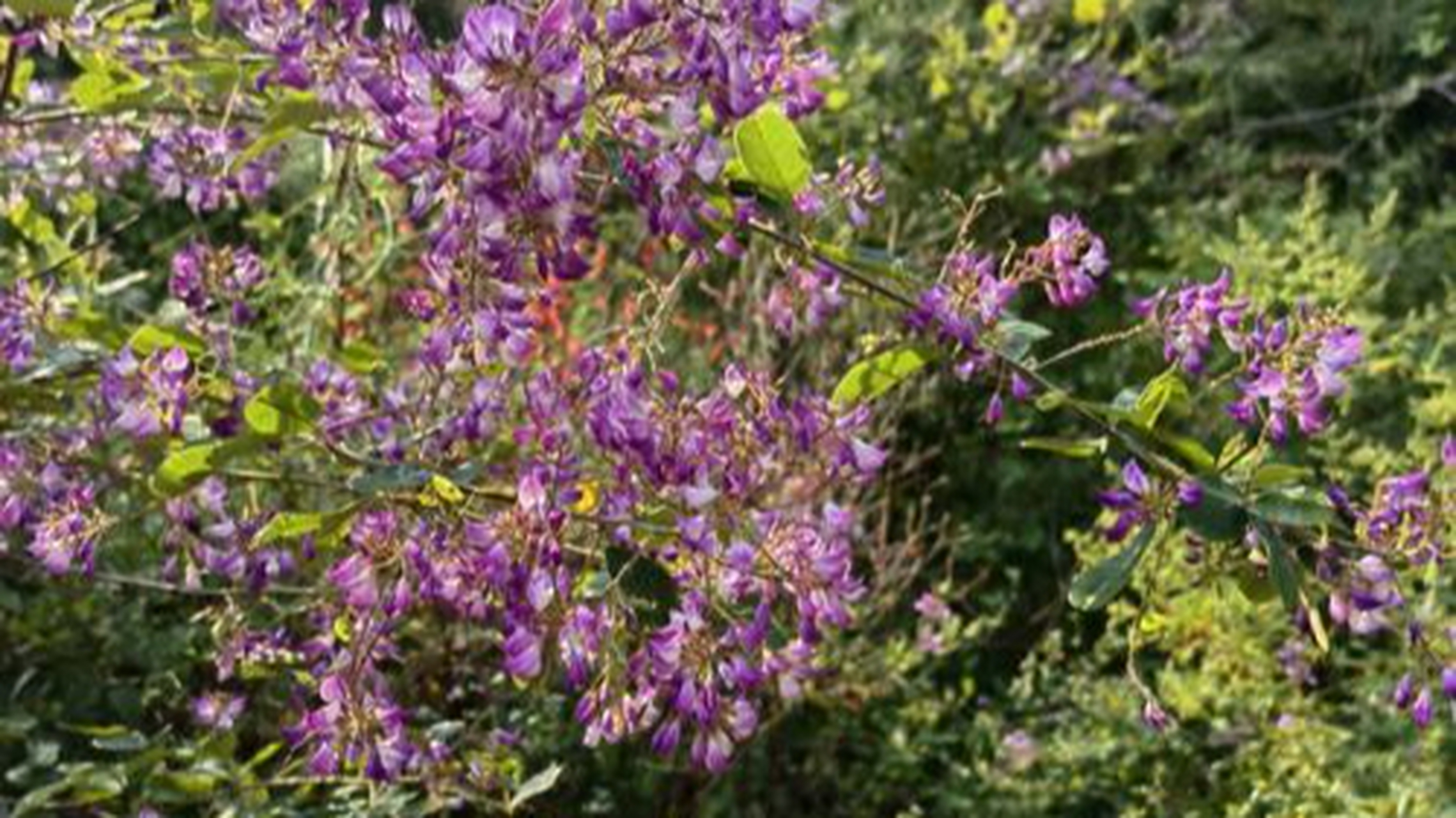 胡枝子——这神奇的野生木本植物,无论阳光普照还是湿润环境都能茁壮
