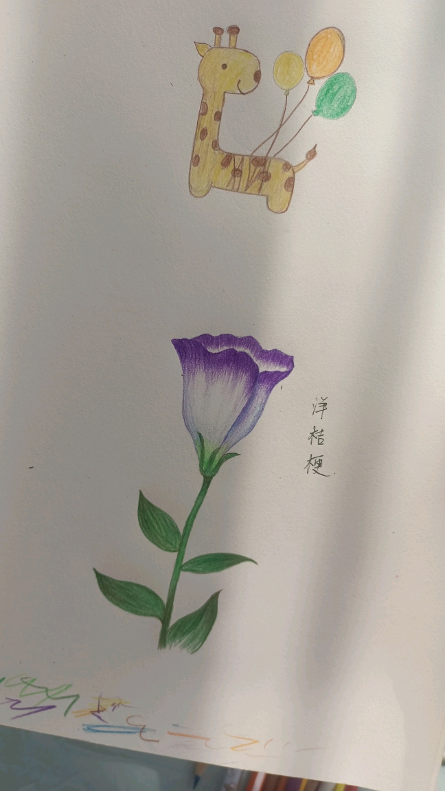 洋桔梗彩铅画图片