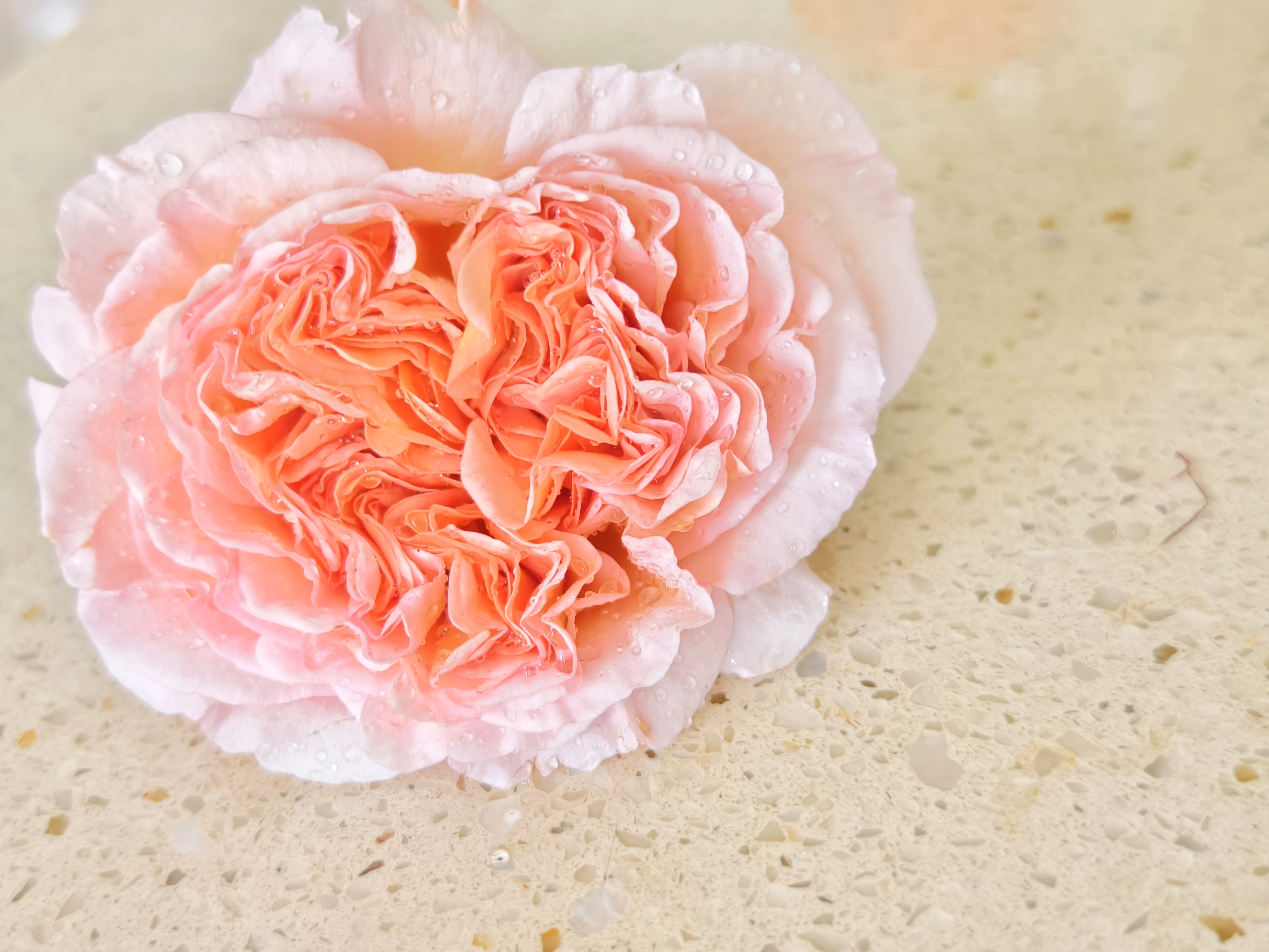 欧月亚伯开花了:亚伯拉罕.