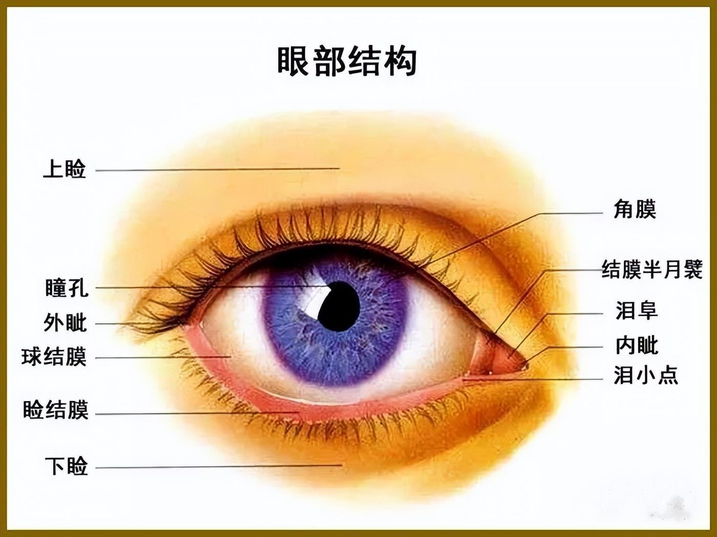 5厘米,由眼球和附属结构如眼睑组成.眼球包括瞳孔,晶
