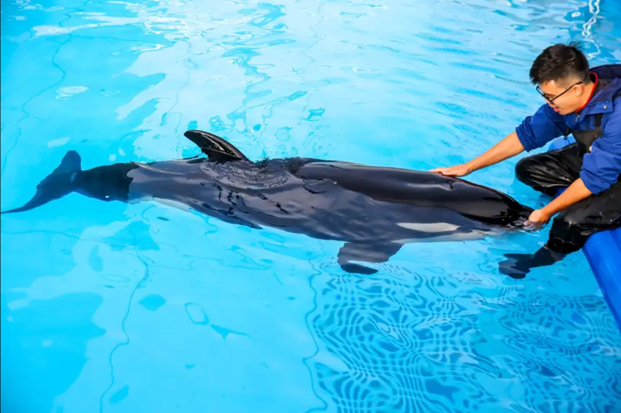 回顾:珠海长隆成功繁育虎鲸!出生就有400斤,从小圈养真的好吗?