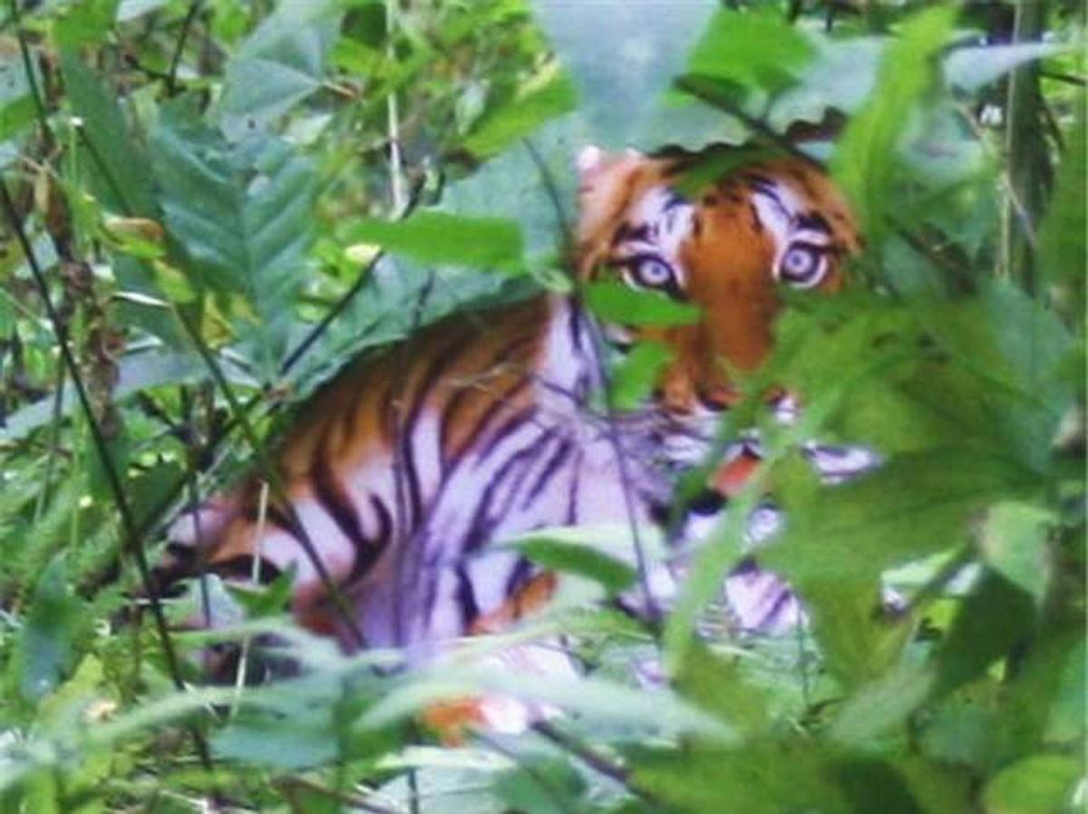 回顾那个因拍假老虎被判刑2年的陕西农民后来怎样了