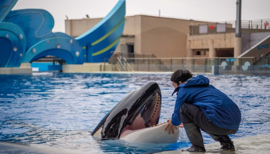 回顾:珠海长隆成功繁育虎鲸!出生就有400斤,从小圈养真的好吗?