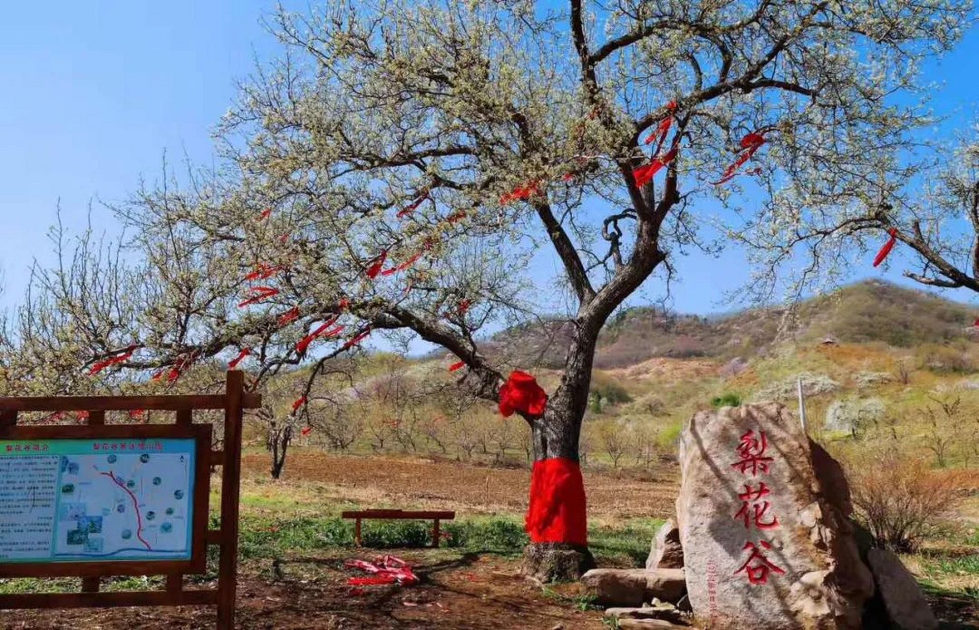 踏青好去处——抚顺梨花谷风景区:被誉为"浪漫梨花谷"的3a级景区梨花